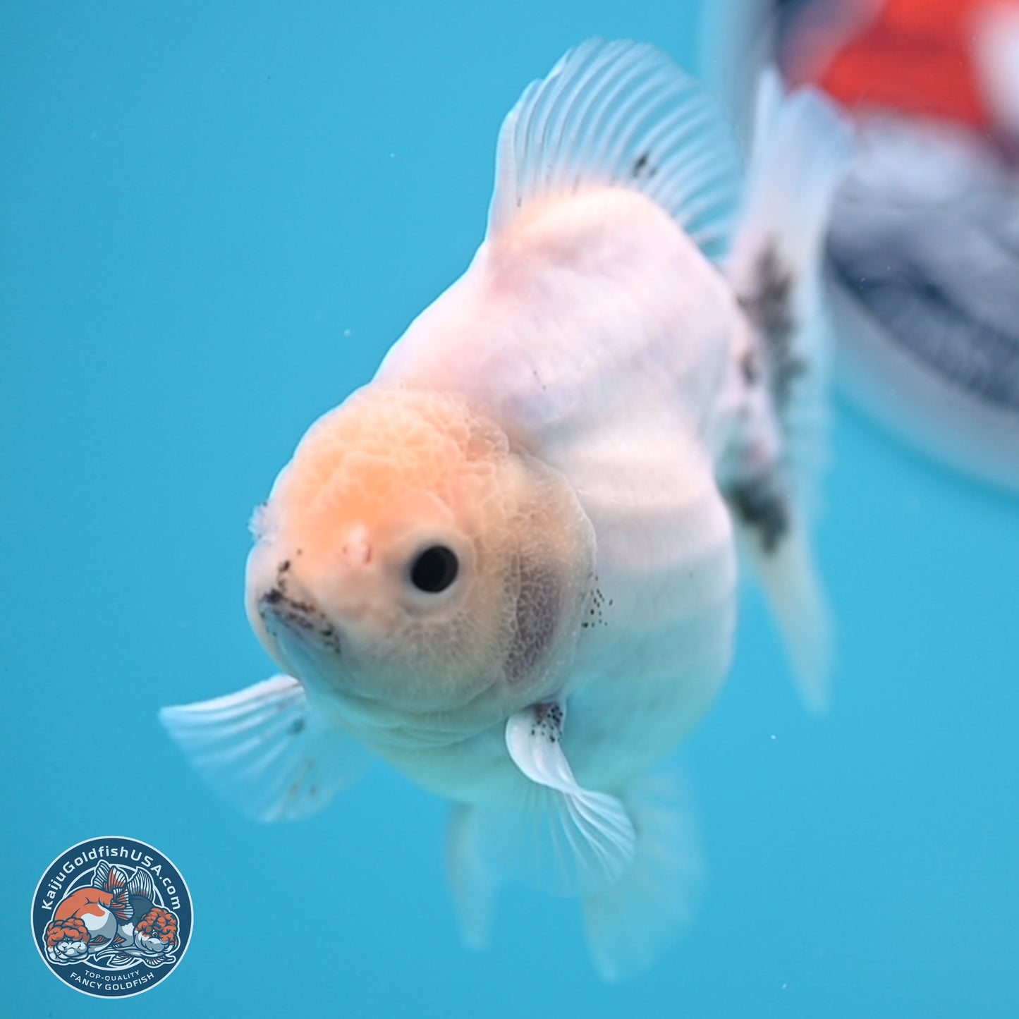 Shogun White Sakura Oranda 3.8 inches Body - Female(250131_OR23)