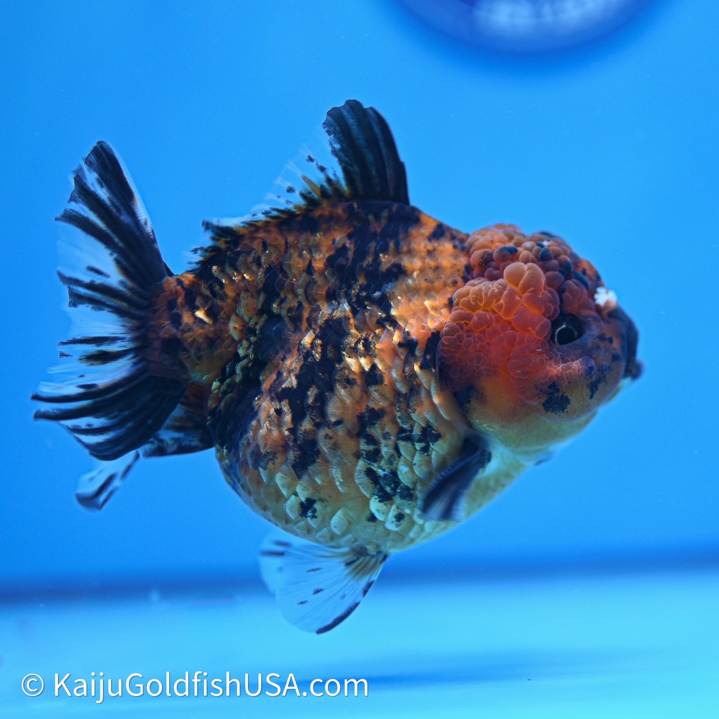 Shogun Godzilla Tiger Oranda 4in Body (240614_OR23) - Kaiju Goldfish USA