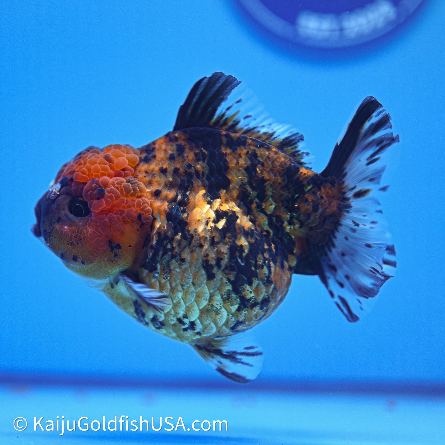 Shogun Godzilla Tiger Oranda 4in Body (240614_OR23) - Kaiju Goldfish USA
