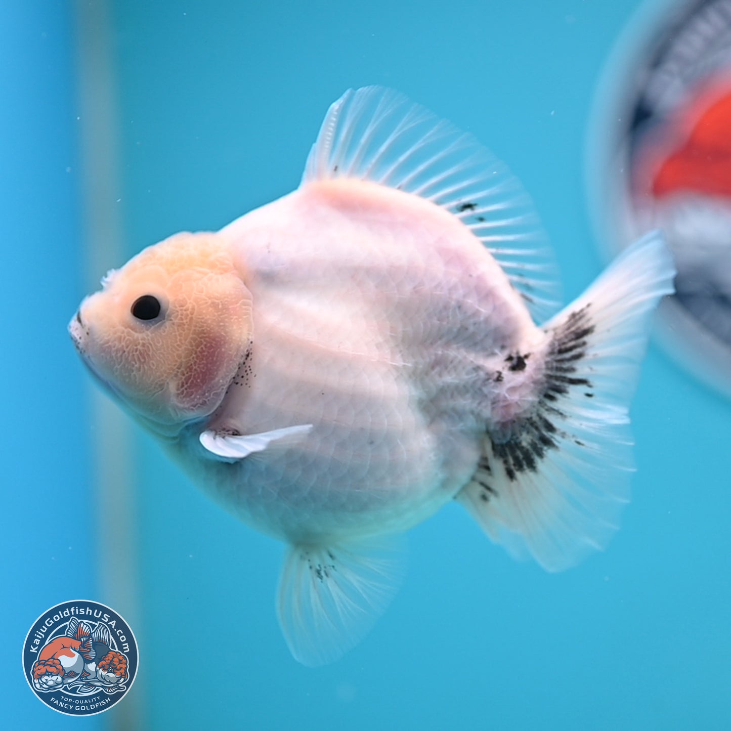 Shogun White Sakura Oranda 3.8 inches Body - Female(250131_OR23)