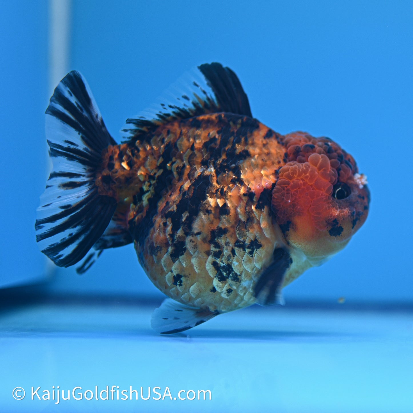 Shogun Godzilla Tiger Oranda 4in Body (240614_OR23) - Kaiju Goldfish USA