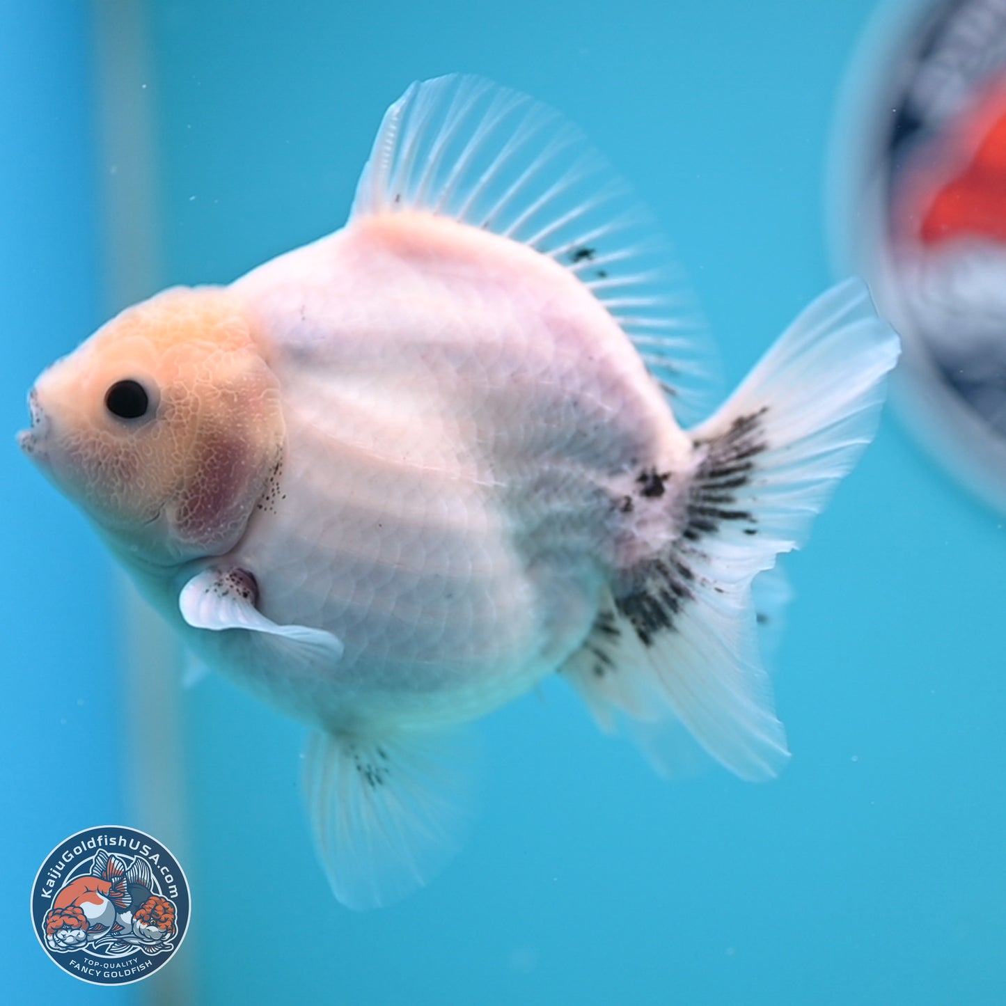 Shogun White Sakura Oranda 3.8 inches Body - Female(250131_OR23)