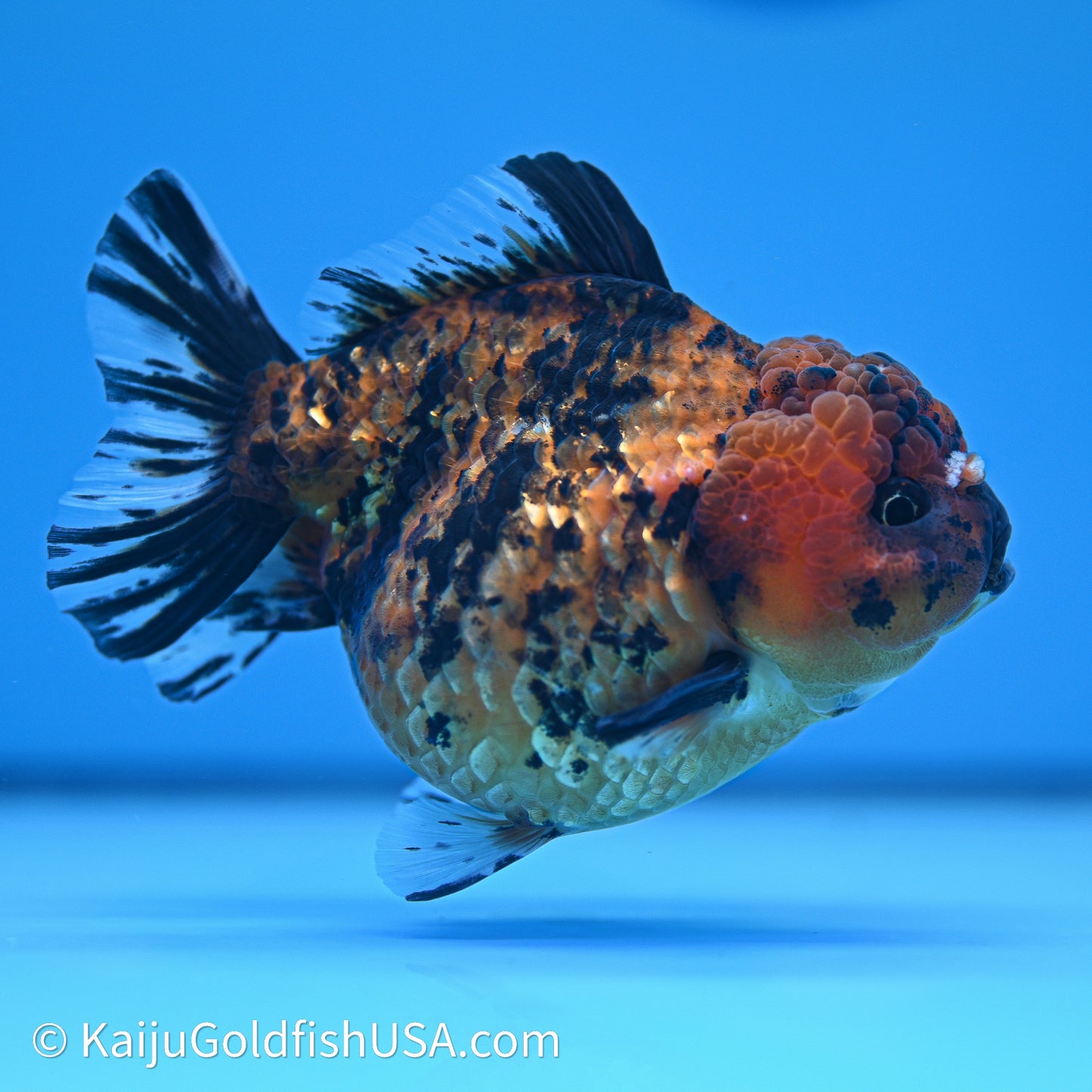 Shogun Godzilla Tiger Oranda 4in Body (240614_OR23) - Kaiju Goldfish USA