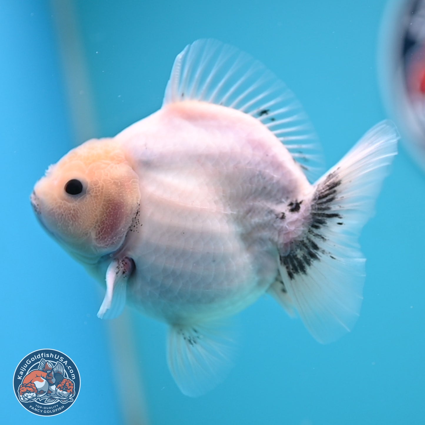 Shogun White Sakura Oranda 3.8 inches Body - Female(250131_OR23)