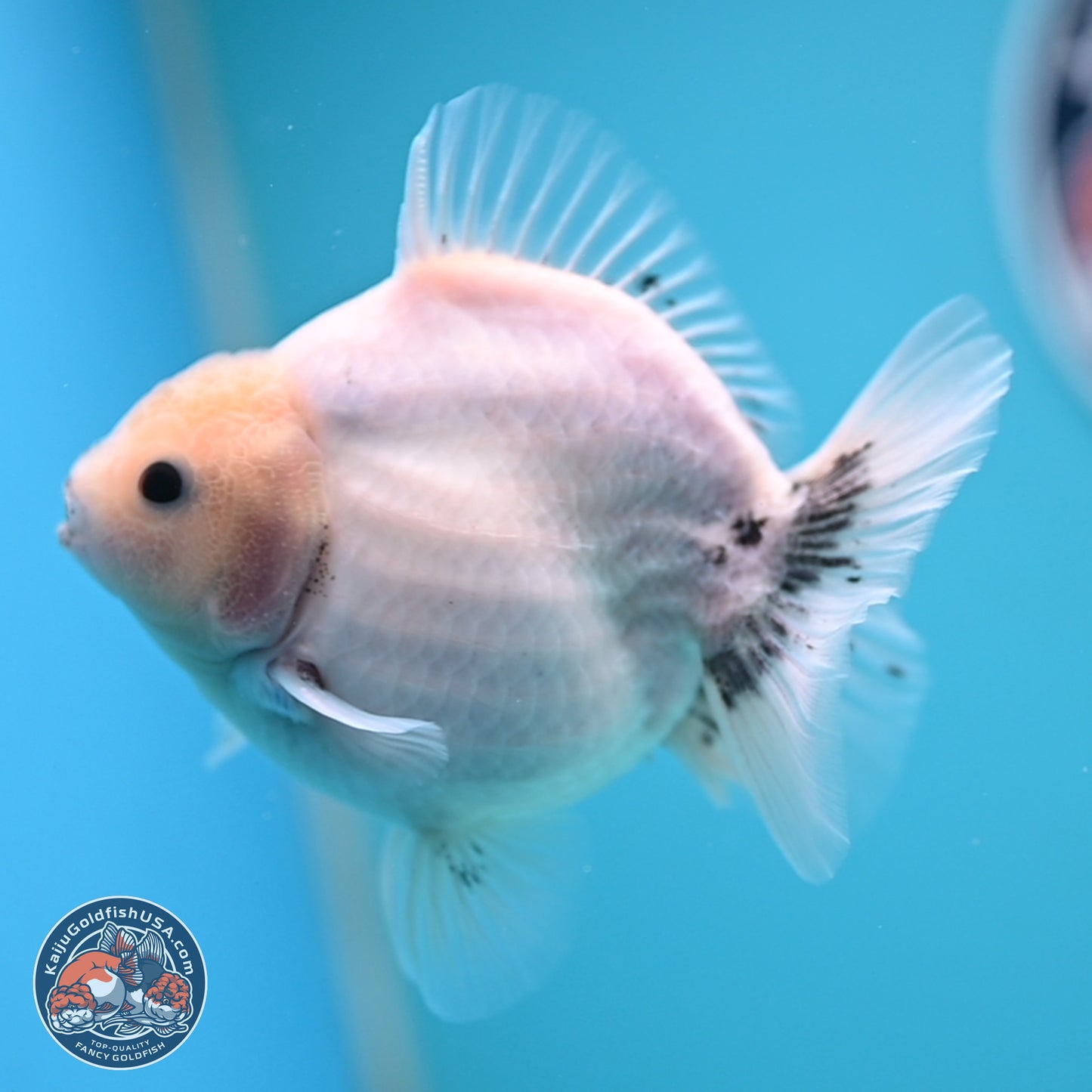 Shogun White Sakura Oranda 3.8 inches Body - Female(250131_OR23)