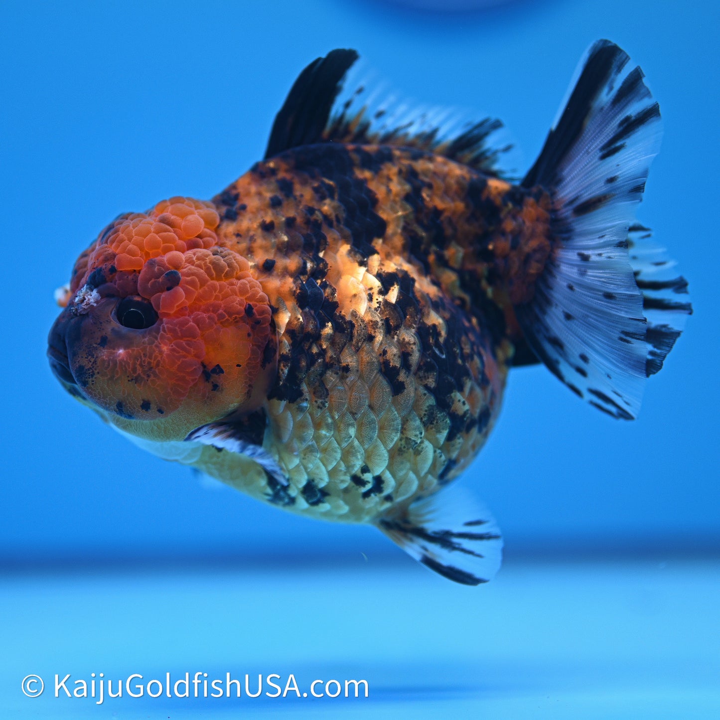 Shogun Godzilla Tiger Oranda 4in Body (240614_OR23) - Kaiju Goldfish USA