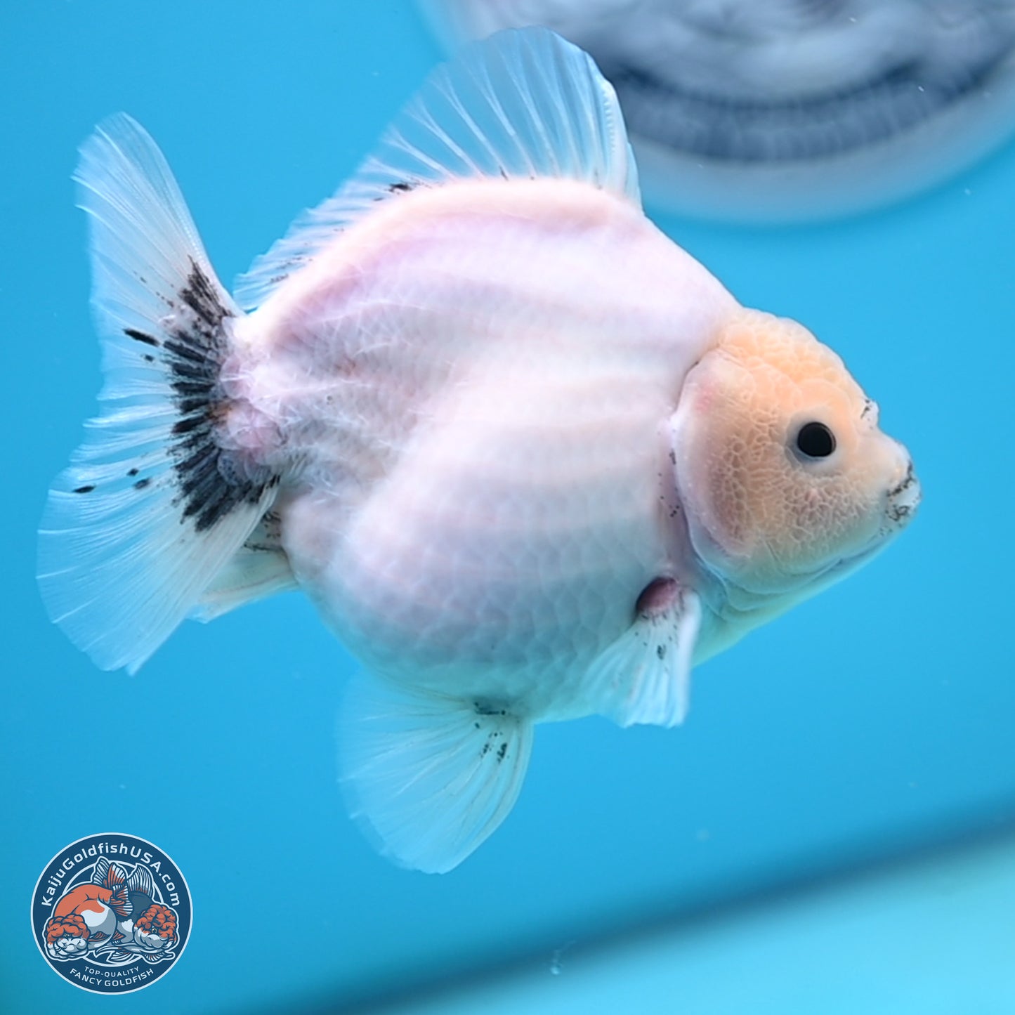 Shogun White Sakura Oranda 3.8 inches Body - Female(250131_OR23)