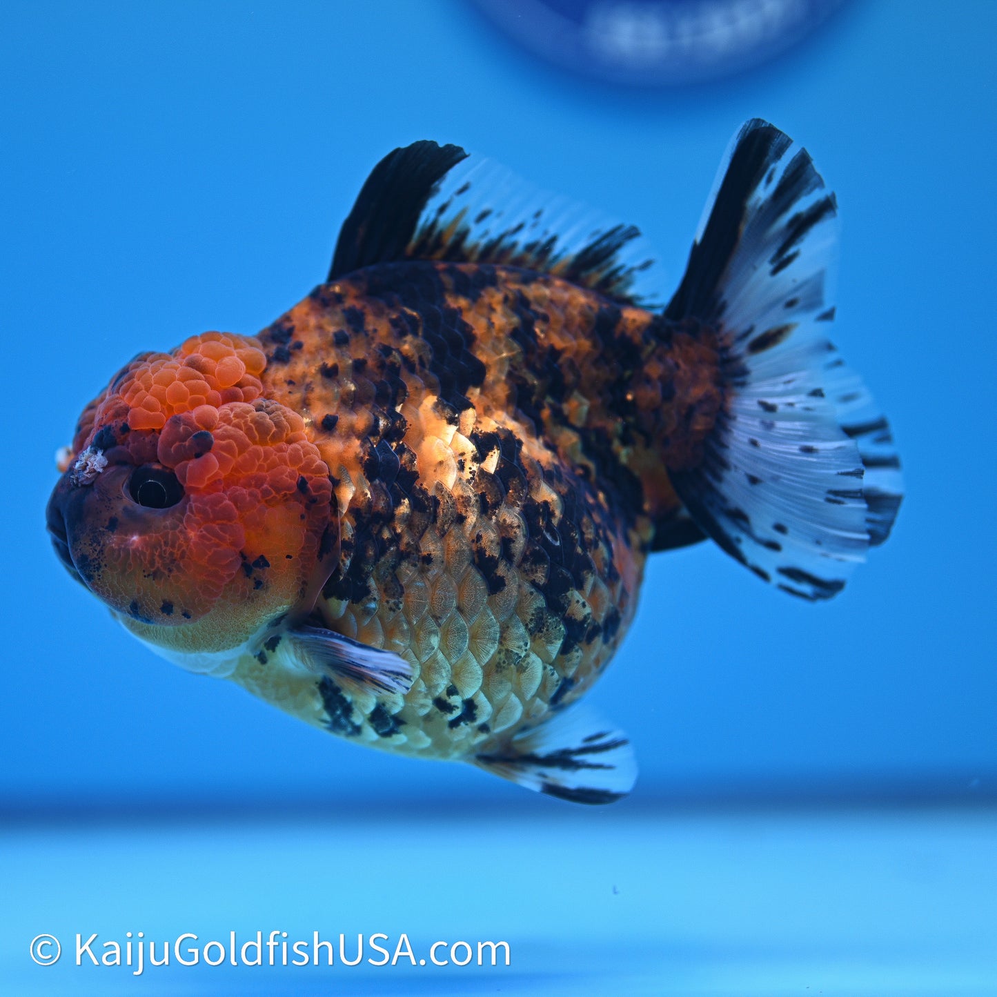 Shogun Godzilla Tiger Oranda 4in Body (240614_OR23) - Kaiju Goldfish USA