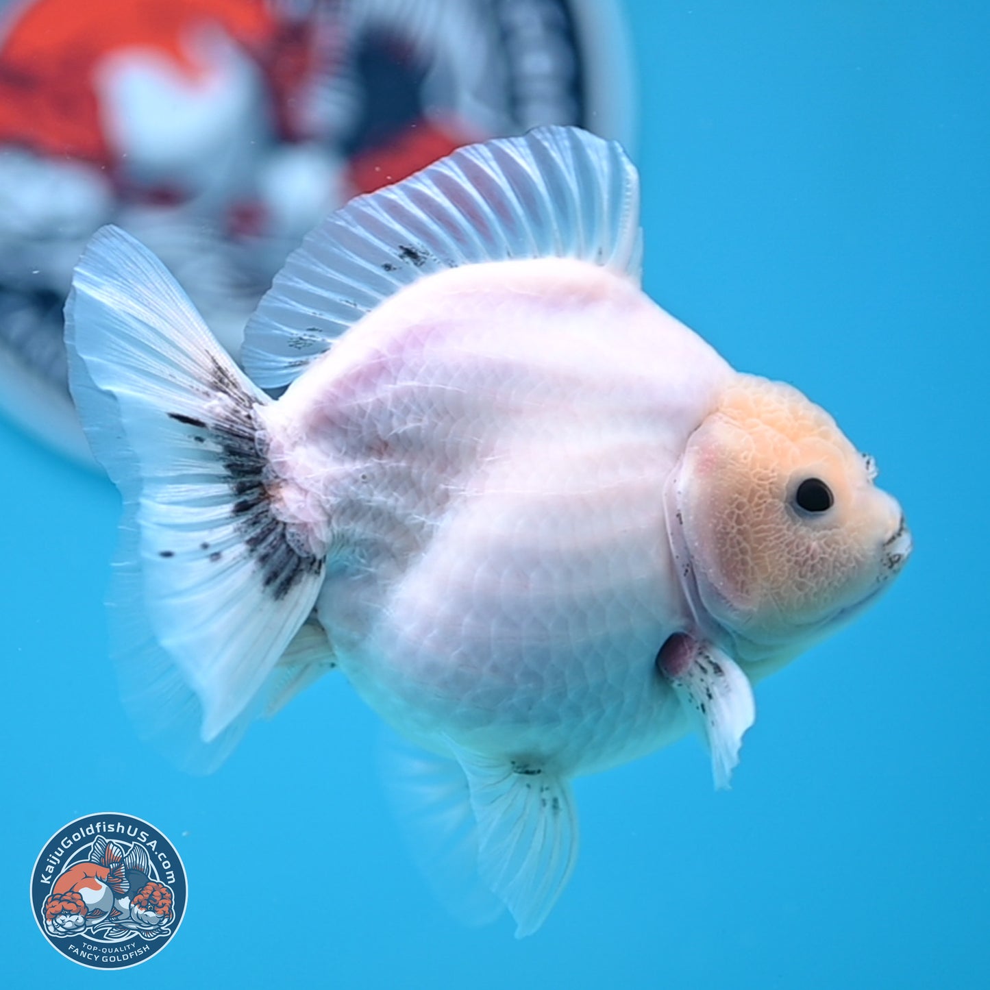 Shogun White Sakura Oranda 3.8 inches Body - Female(250131_OR23)