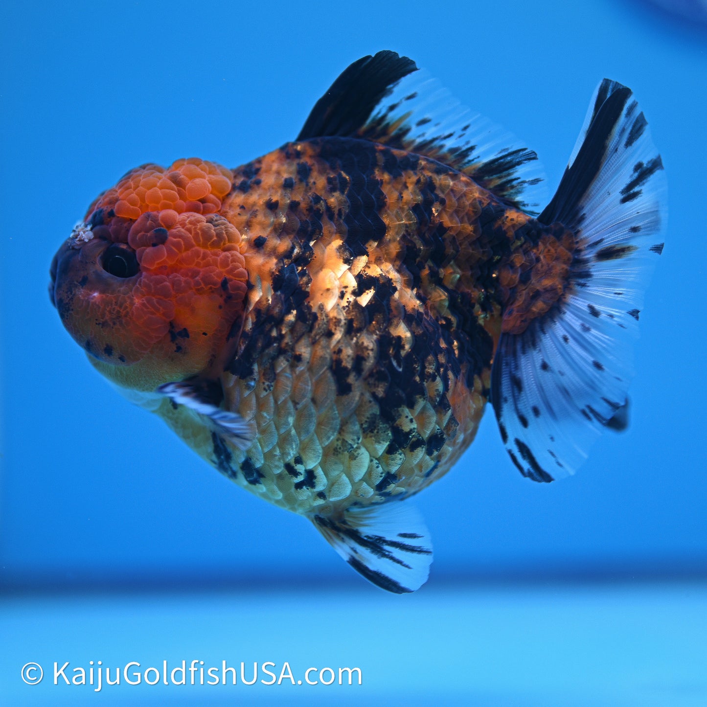 Shogun Godzilla Tiger Oranda 4in Body (240614_OR23) - Kaiju Goldfish USA