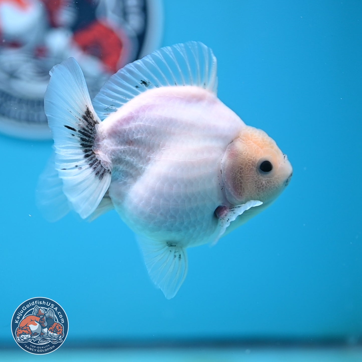Shogun White Sakura Oranda 3.8 inches Body - Female(250131_OR23)