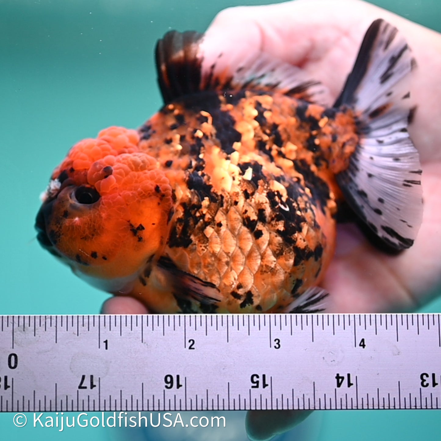 Shogun Godzilla Tiger Oranda 4in Body (240614_OR23) - Kaiju Goldfish USA
