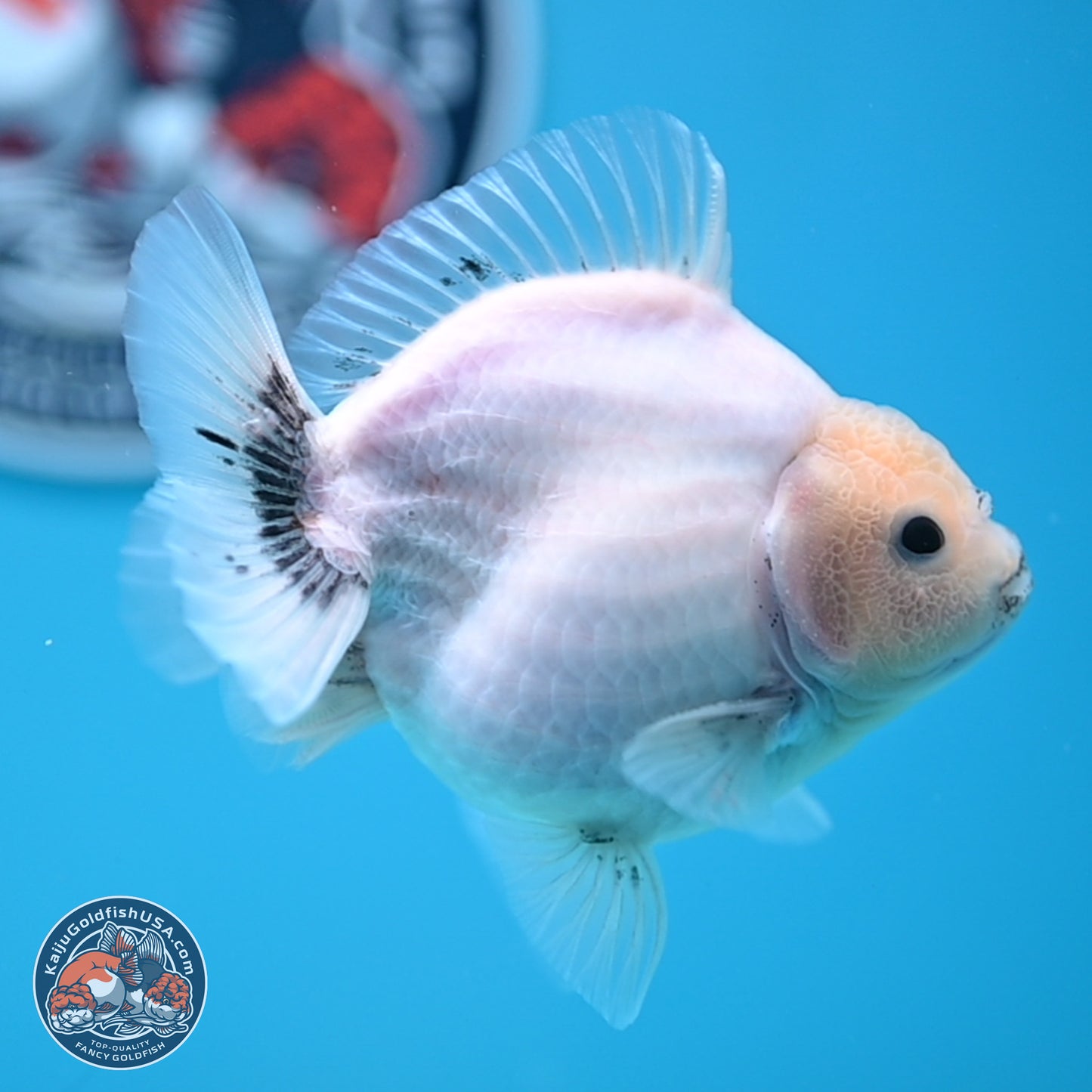 Shogun White Sakura Oranda 3.8 inches Body - Female(250131_OR23)