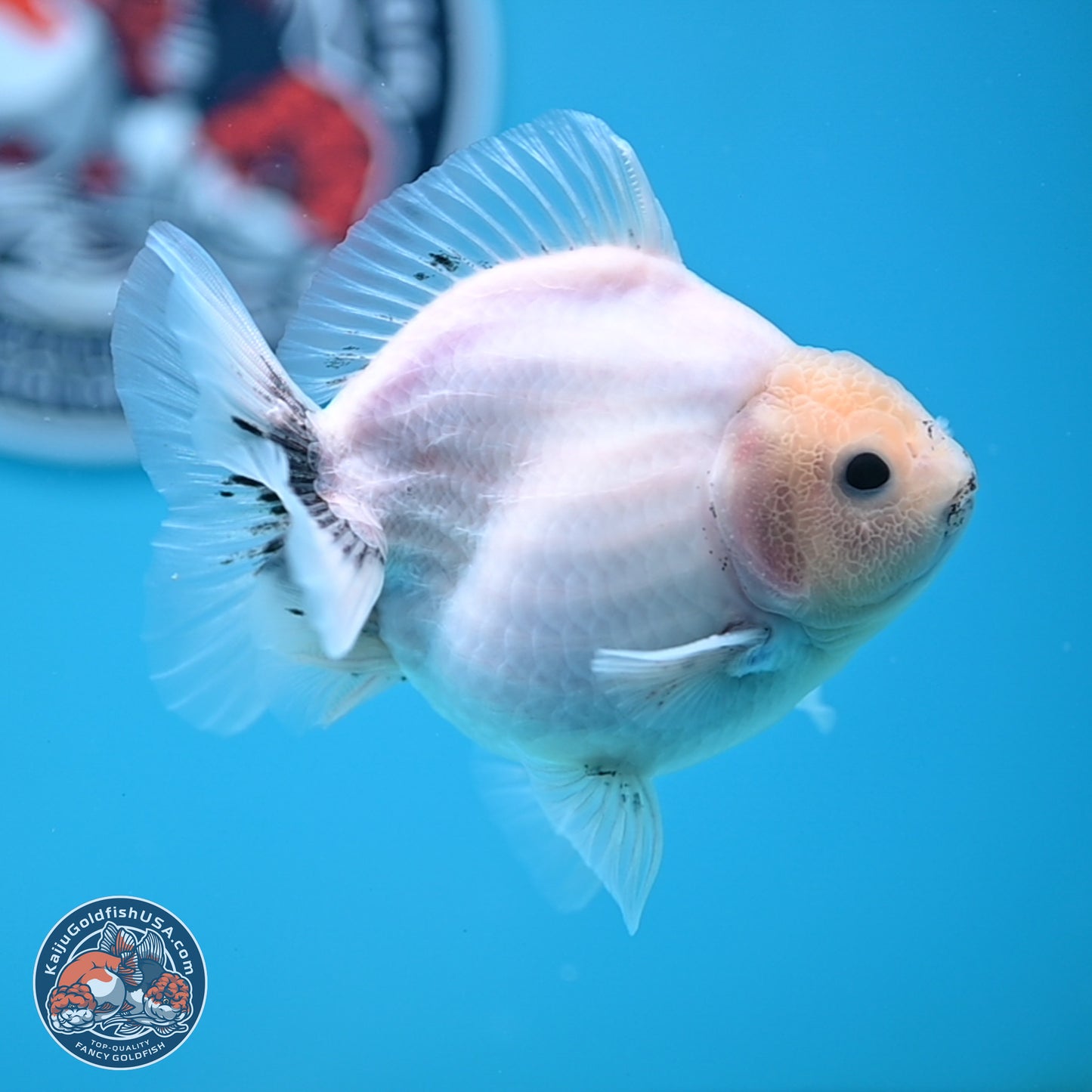 Shogun White Sakura Oranda 3.8 inches Body - Female(250131_OR23)