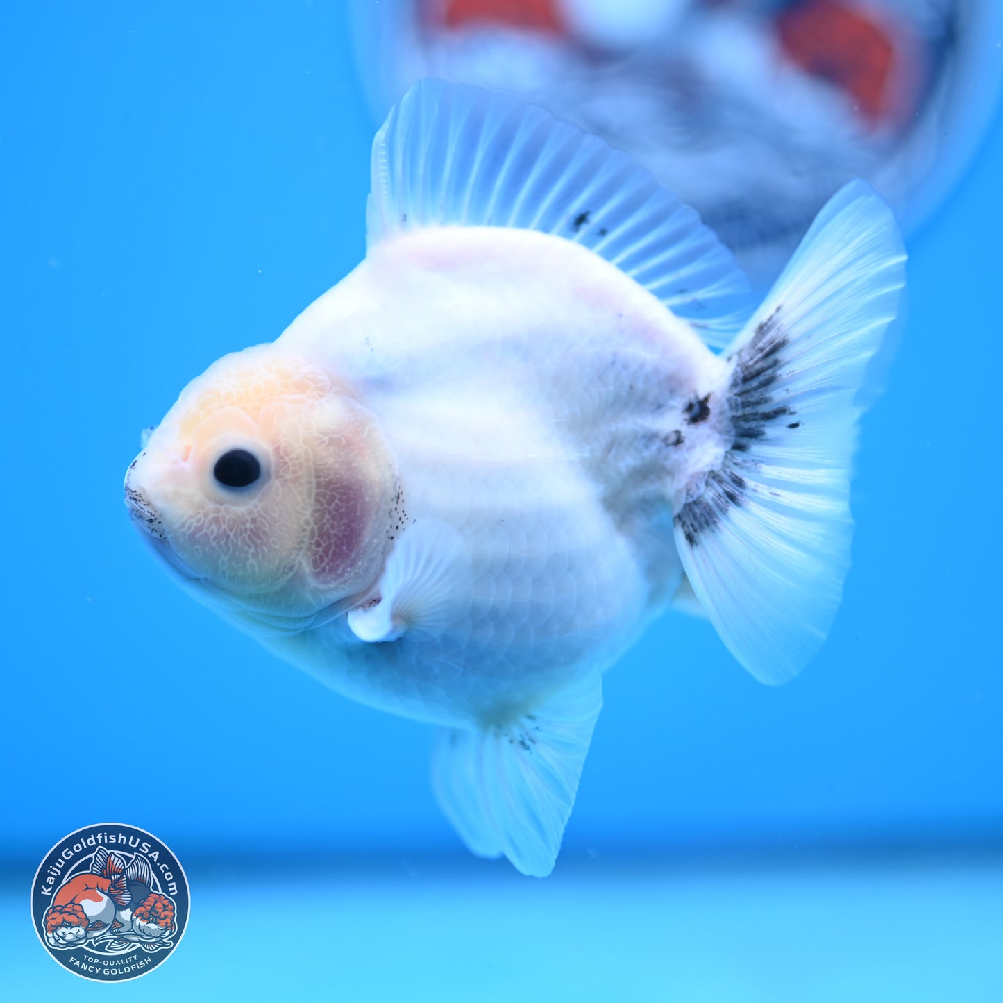 Shogun White Sakura Oranda 3.8 inches Body - Female(250131_OR23)