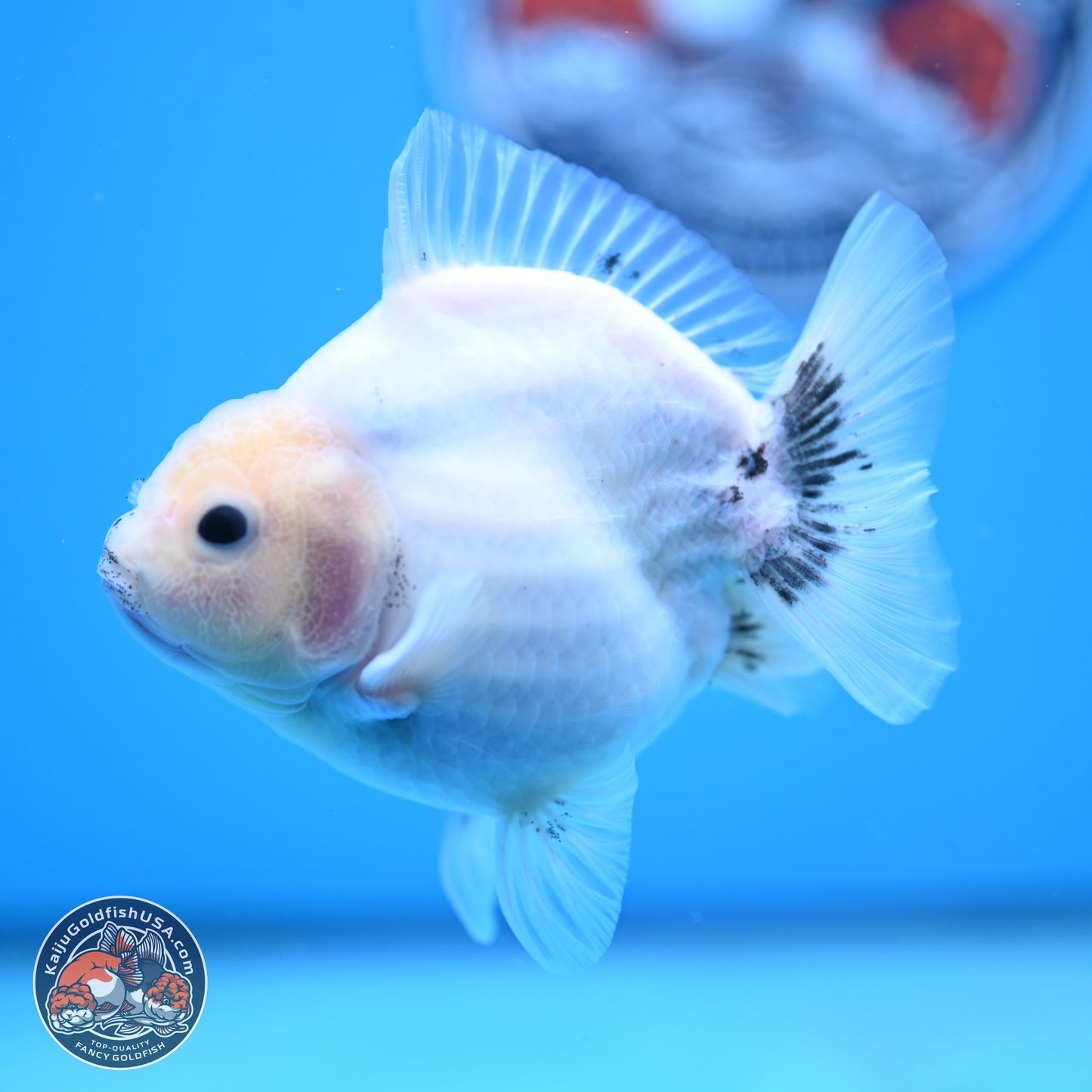 Shogun White Sakura Oranda 3.8 inches Body - Female(250131_OR23)