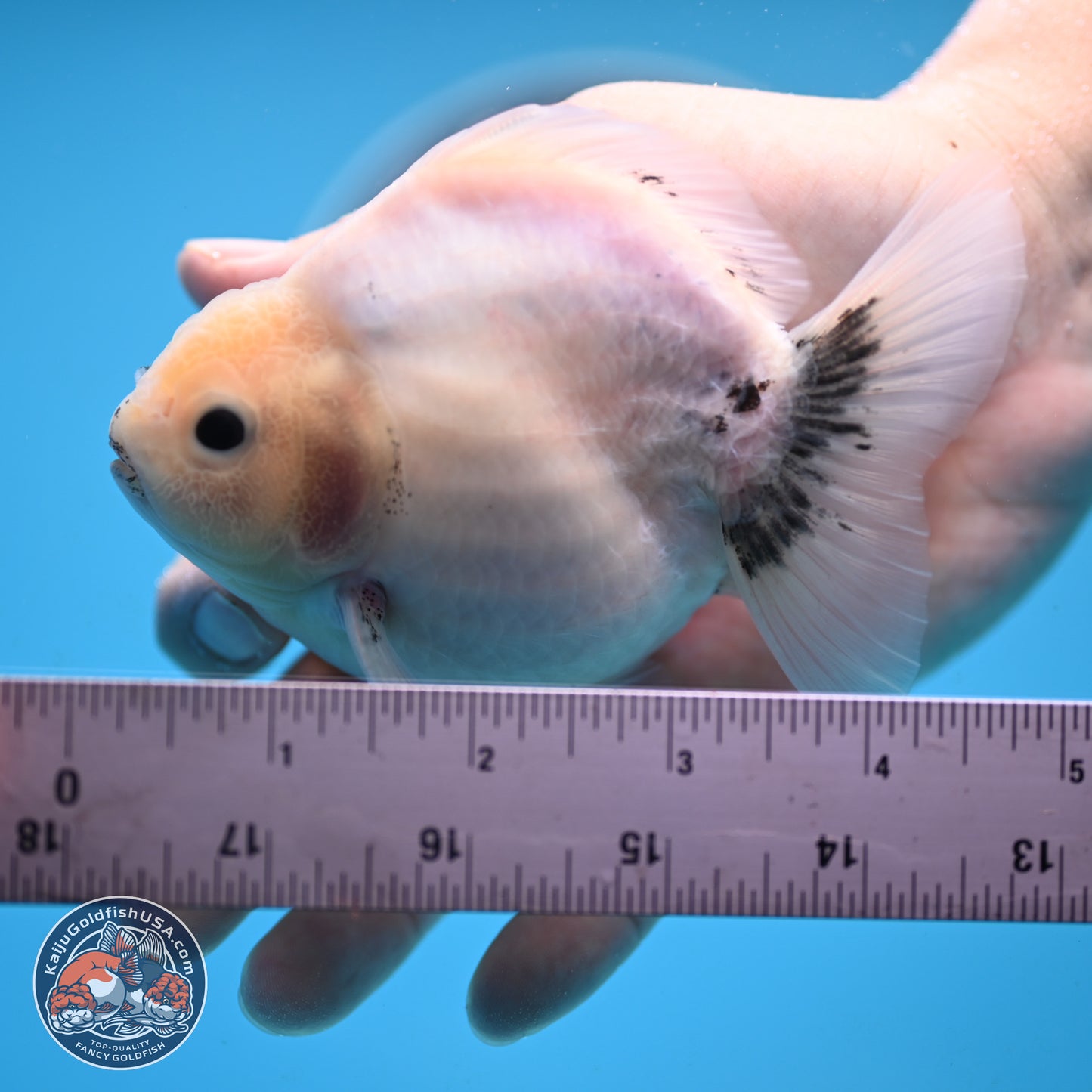Shogun White Sakura Oranda 3.8 inches Body - Female(250131_OR23)