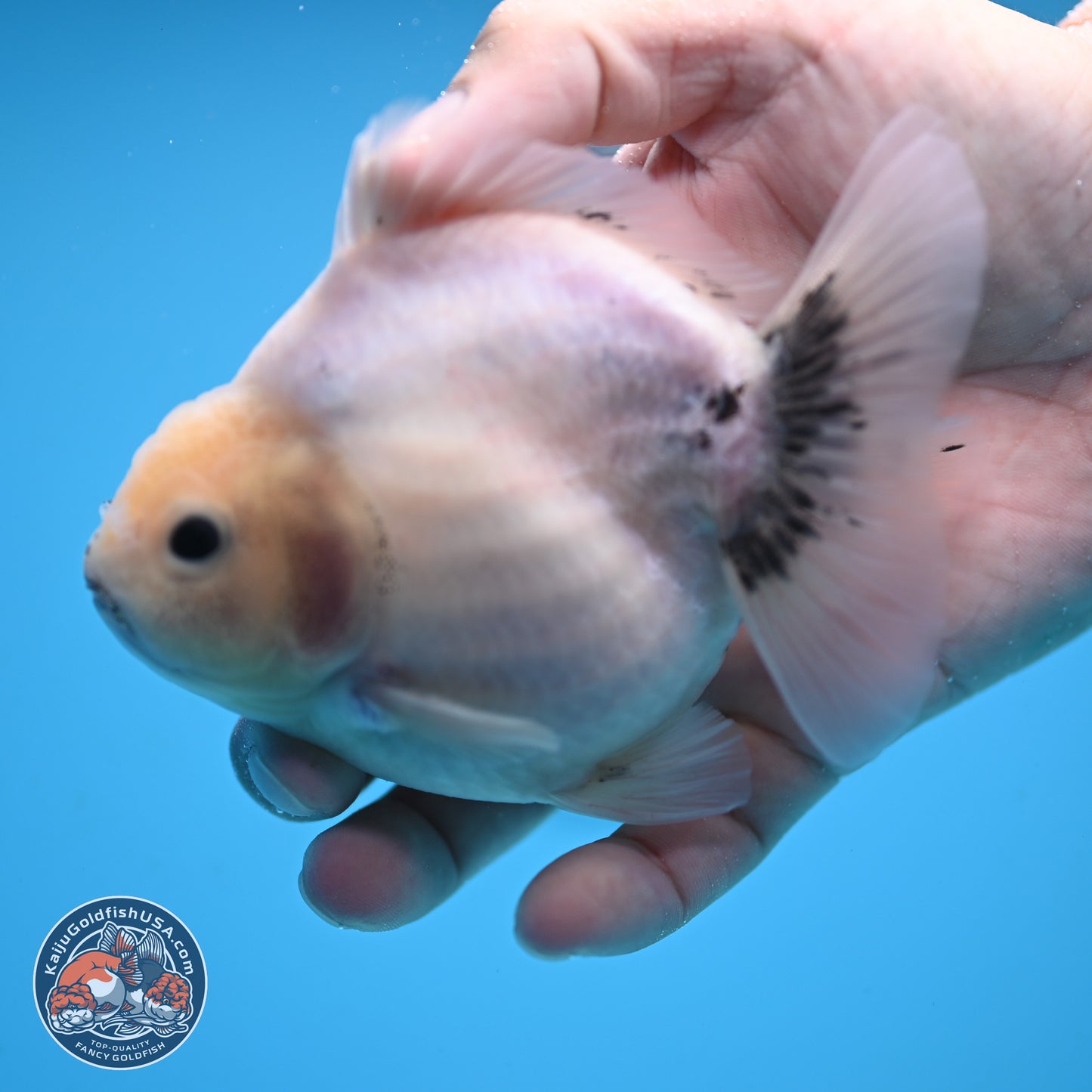 Shogun White Sakura Oranda 3.8 inches Body - Female(250131_OR23)