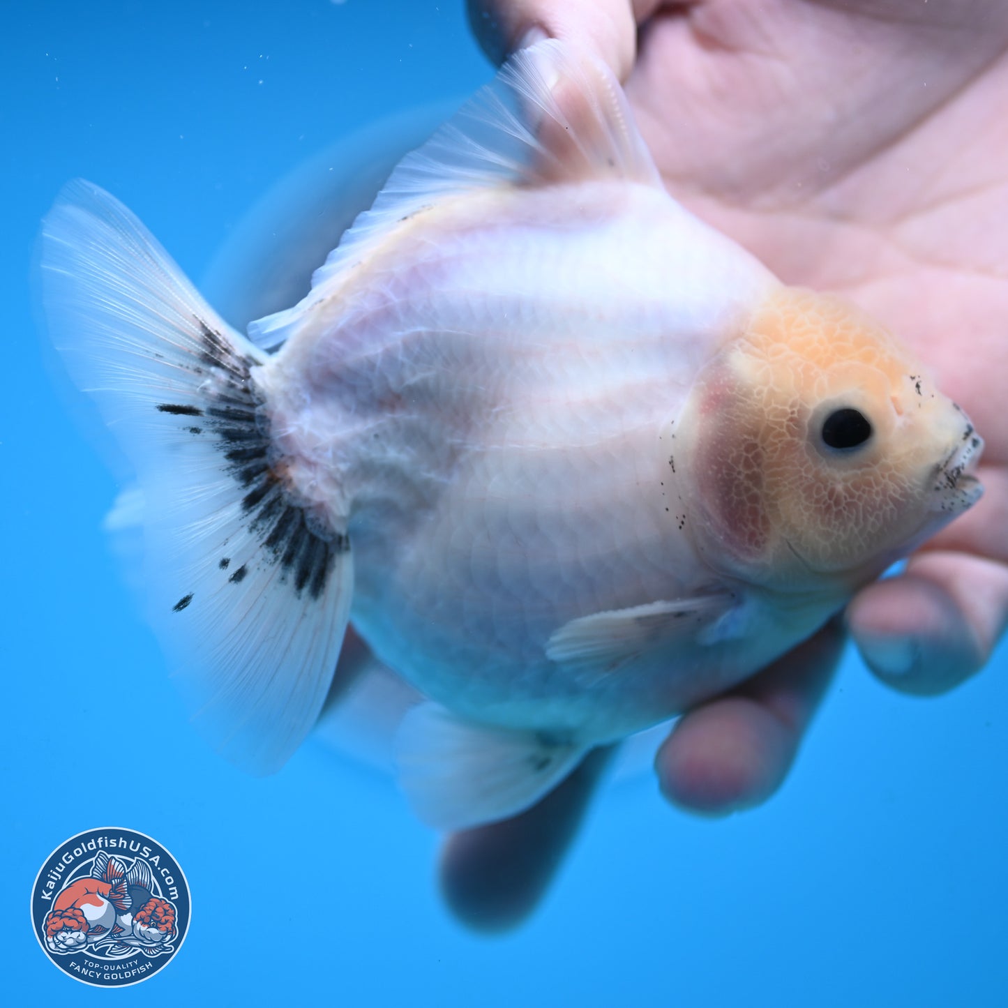Shogun White Sakura Oranda 3.8 inches Body - Female(250131_OR23)