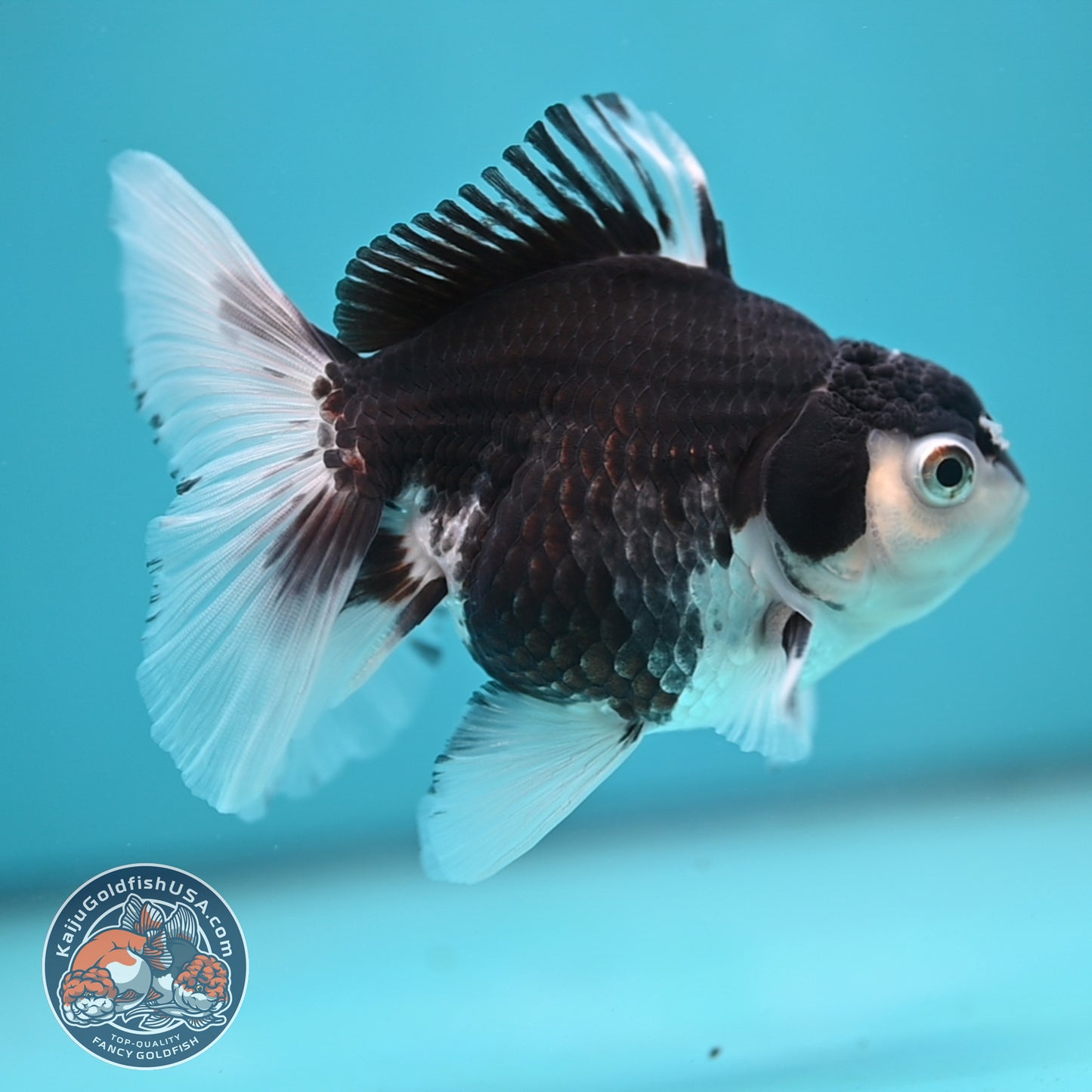 Panda Oranda 3.5 inch Body (250613_OR23)