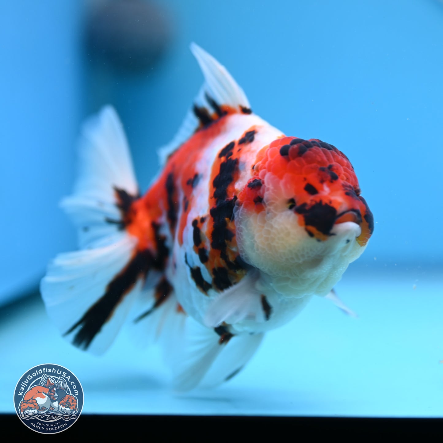 Tricolor Tiger Rose Tail Oranda 5 inches (241018_OR23) - Kaiju Goldfish USA