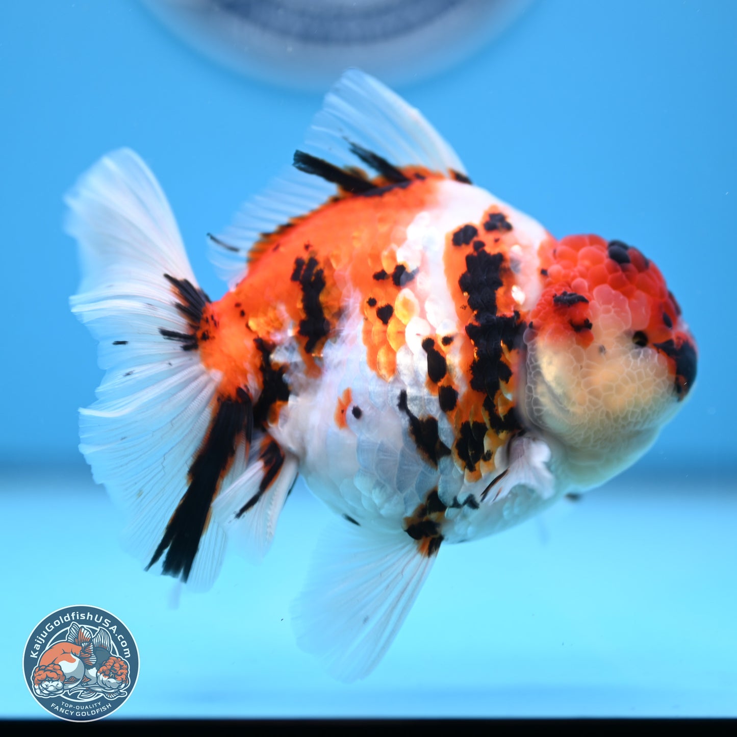 Tricolor Tiger Rose Tail Oranda 5 inches (241018_OR23) - Kaiju Goldfish USA