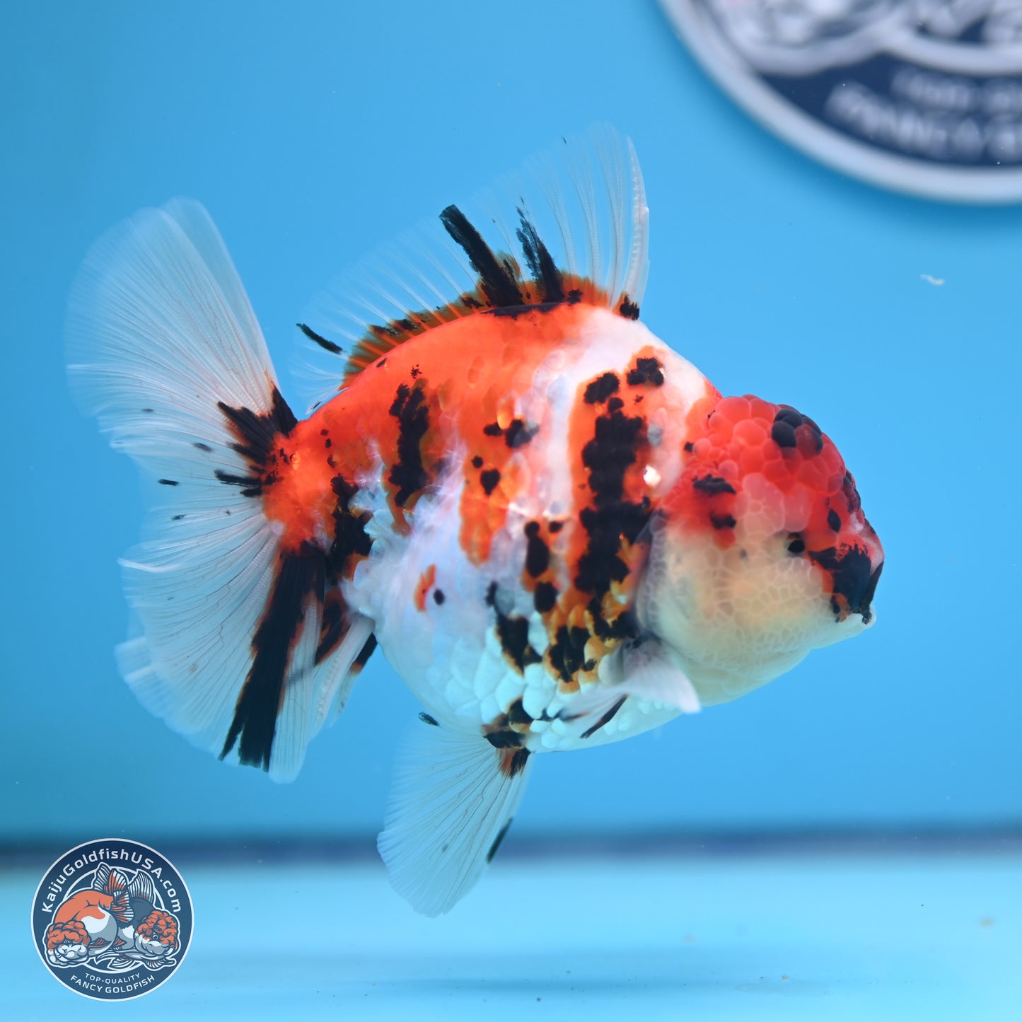 Tricolor Tiger Rose Tail Oranda 5 inches (241018_OR23) - Kaiju Goldfish USA