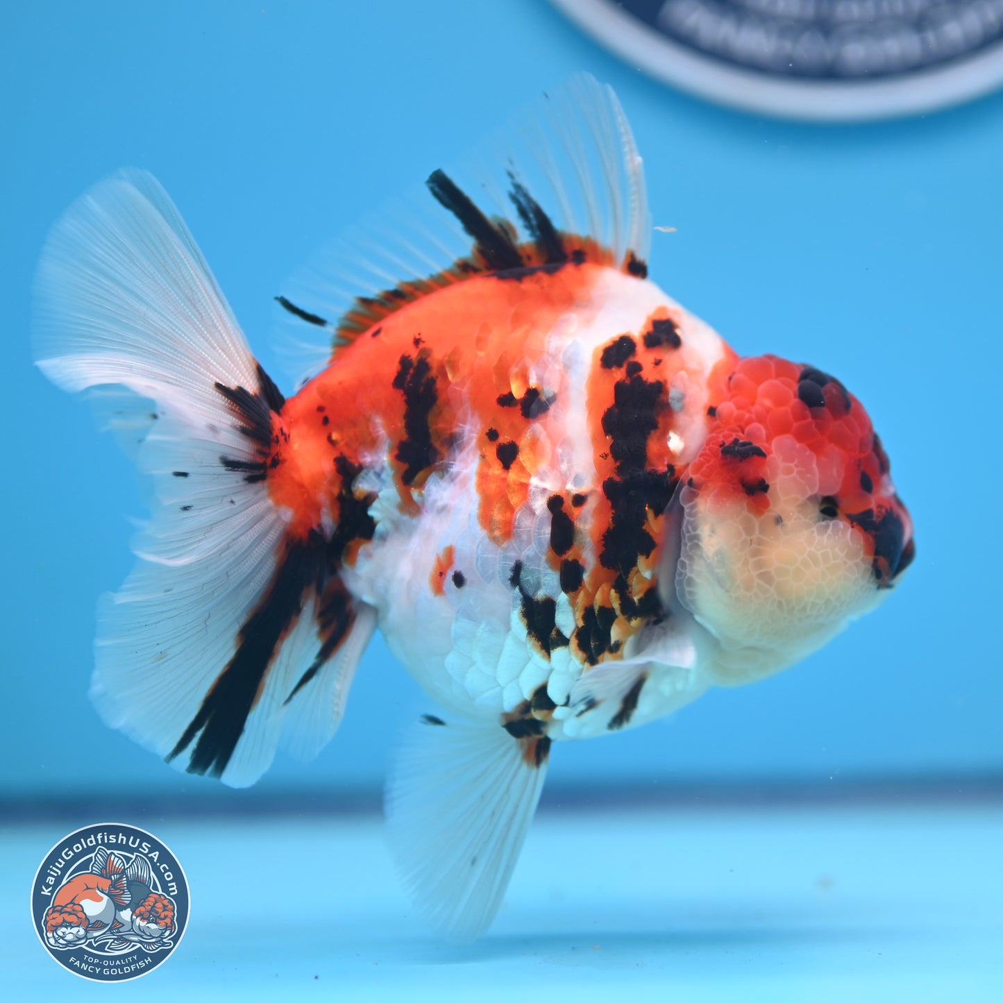 Tricolor Tiger Rose Tail Oranda 5 inches (241018_OR23) - Kaiju Goldfish USA