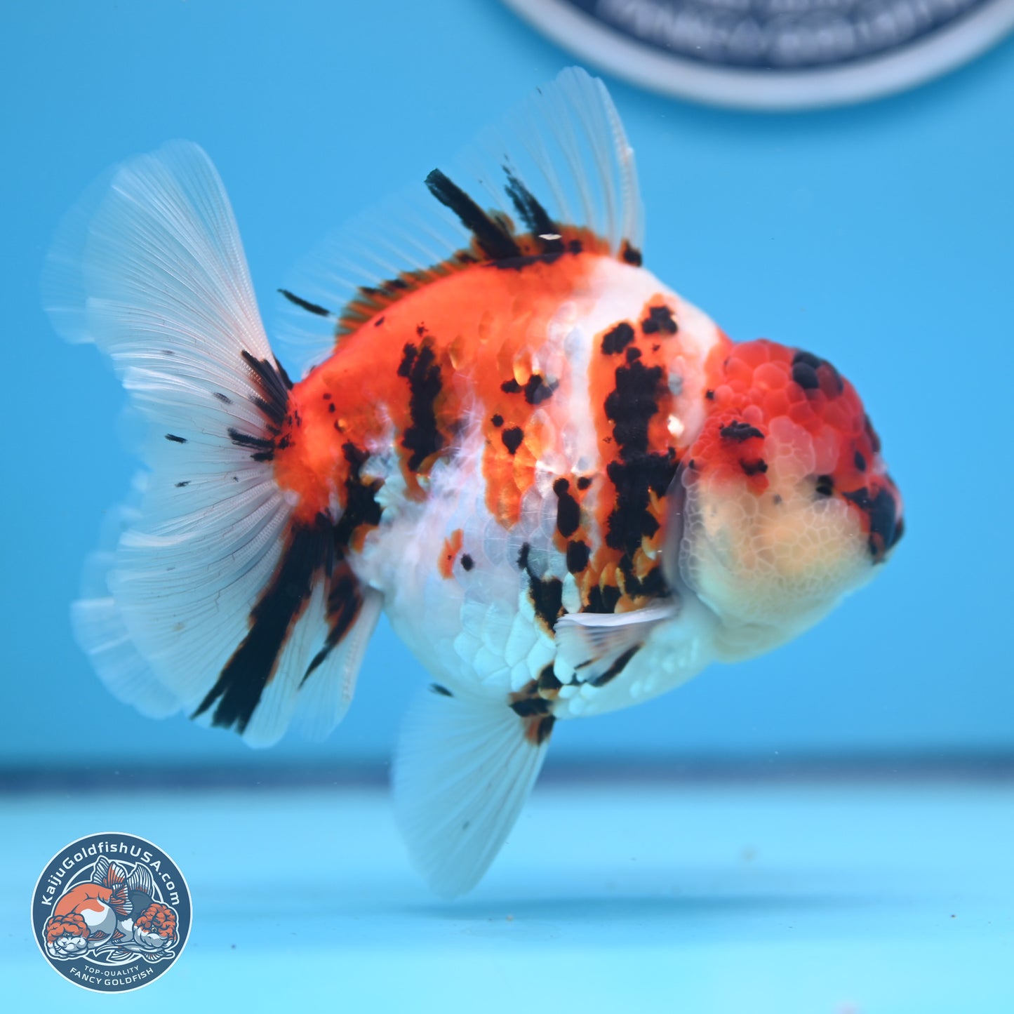 Tricolor Tiger Rose Tail Oranda 5 inches (241018_OR23) - Kaiju Goldfish USA