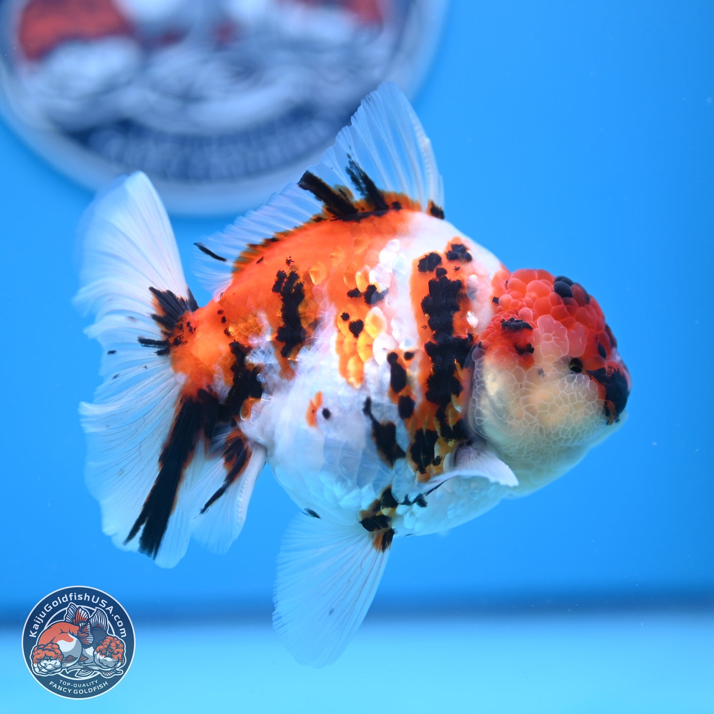 Tricolor Tiger Rose Tail Oranda 5 inches (241018_OR23) - Kaiju Goldfish USA