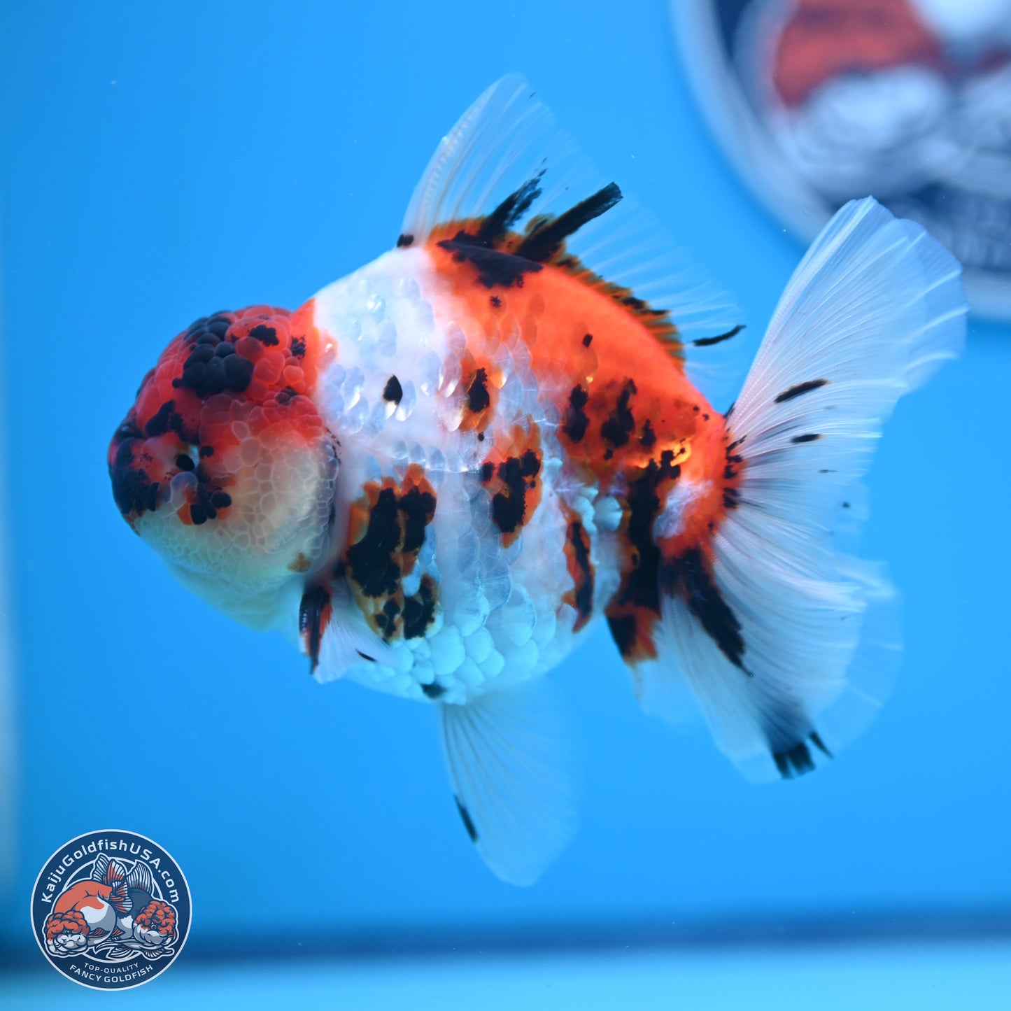 Tricolor Tiger Rose Tail Oranda 5 inches (241018_OR23) - Kaiju Goldfish USA
