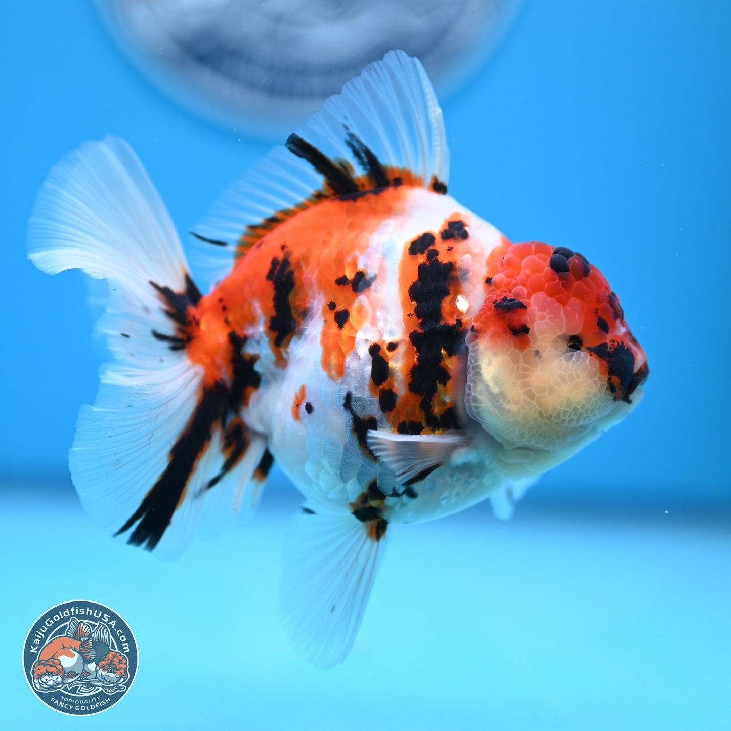 Tricolor Tiger Rose Tail Oranda 5 inches (241018_OR23) - Kaiju Goldfish USA