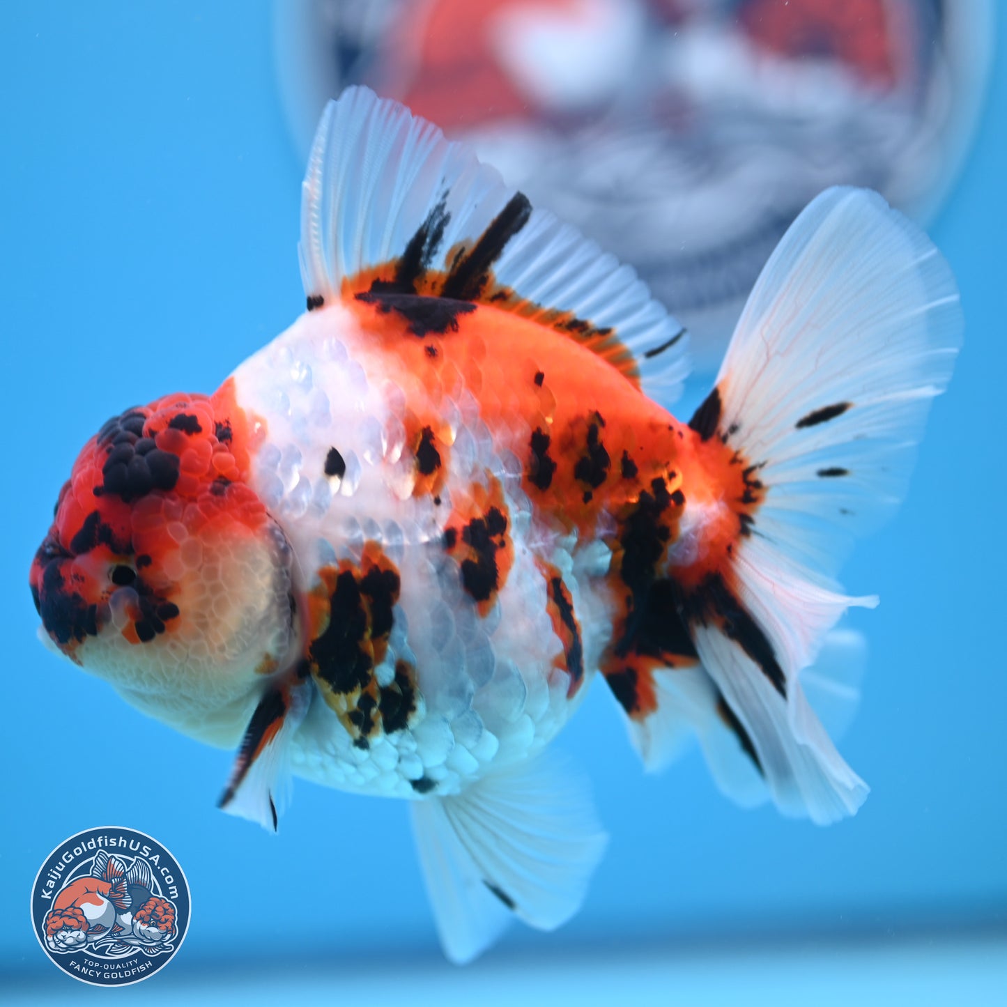 Tricolor Tiger Rose Tail Oranda 5 inches (241018_OR23) - Kaiju Goldfish USA