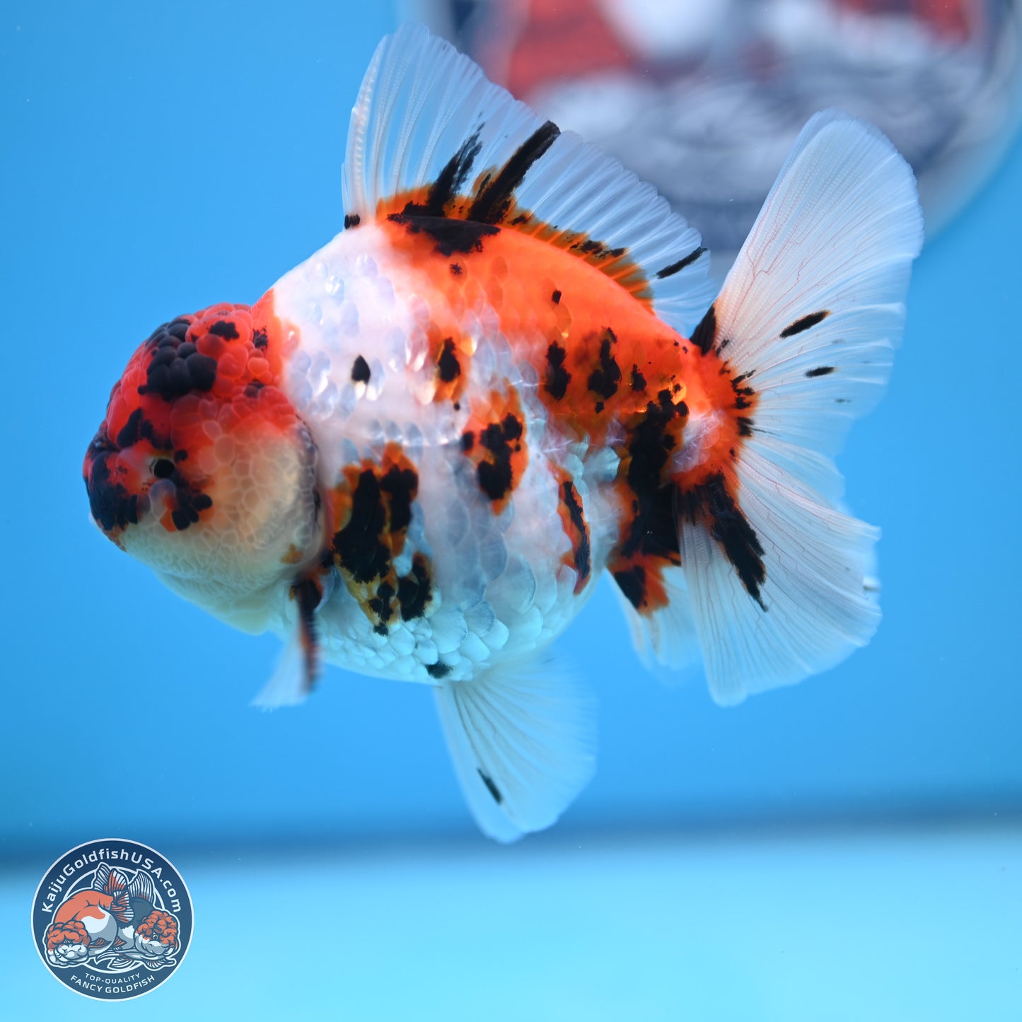 Tricolor Tiger Rose Tail Oranda 5 inches (241018_OR23) - Kaiju Goldfish USA