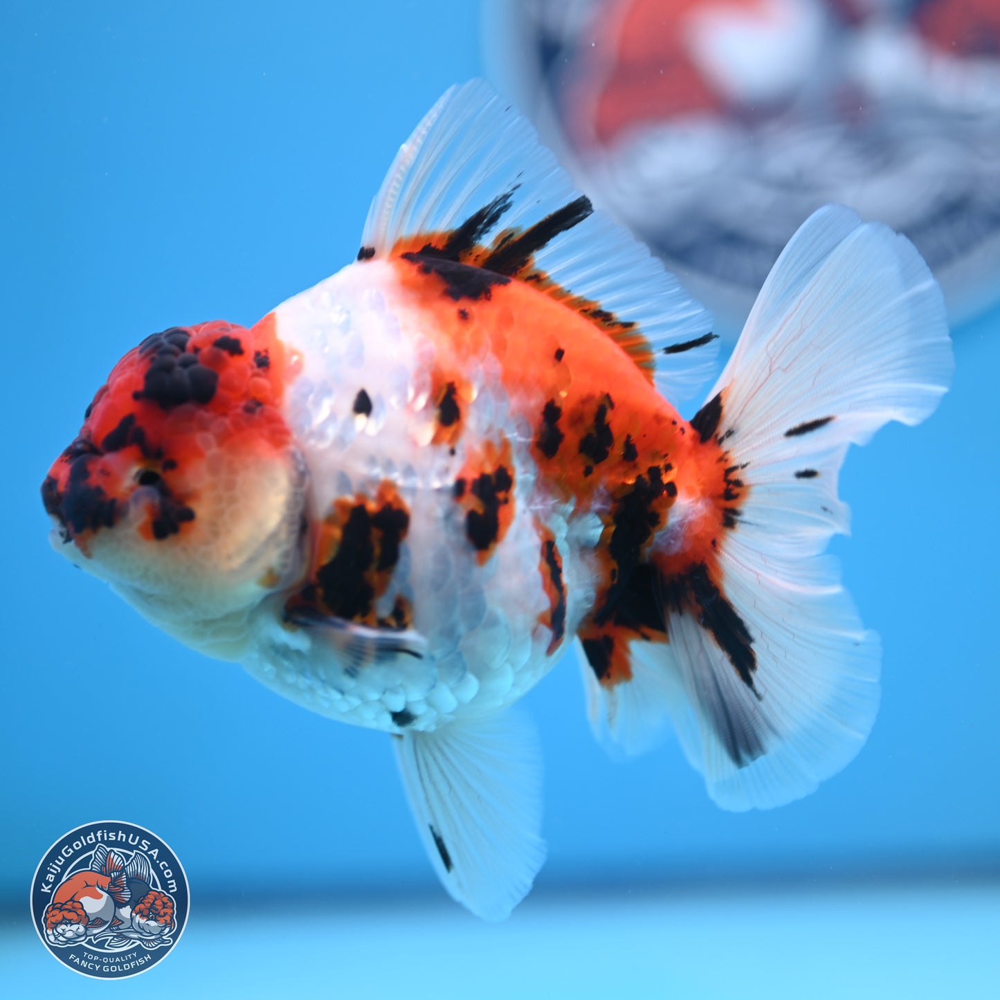 Tricolor Tiger Rose Tail Oranda 5 inches (241018_OR23) - Kaiju Goldfish USA