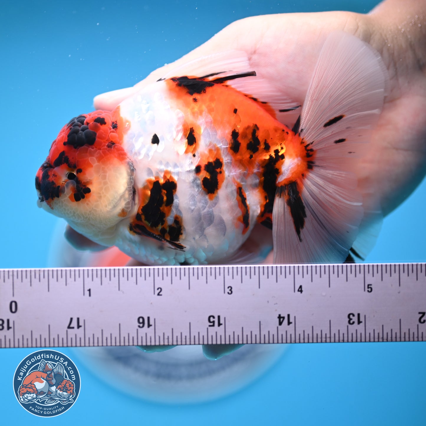 Tricolor Tiger Rose Tail Oranda 5 inches (241018_OR23) - Kaiju Goldfish USA