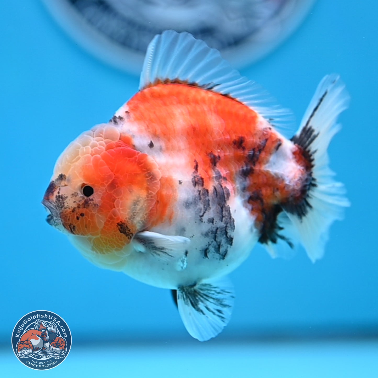 Tricolor Sakura YuanBao Oranda 3.5 inches Body - Male (250307_OR23)