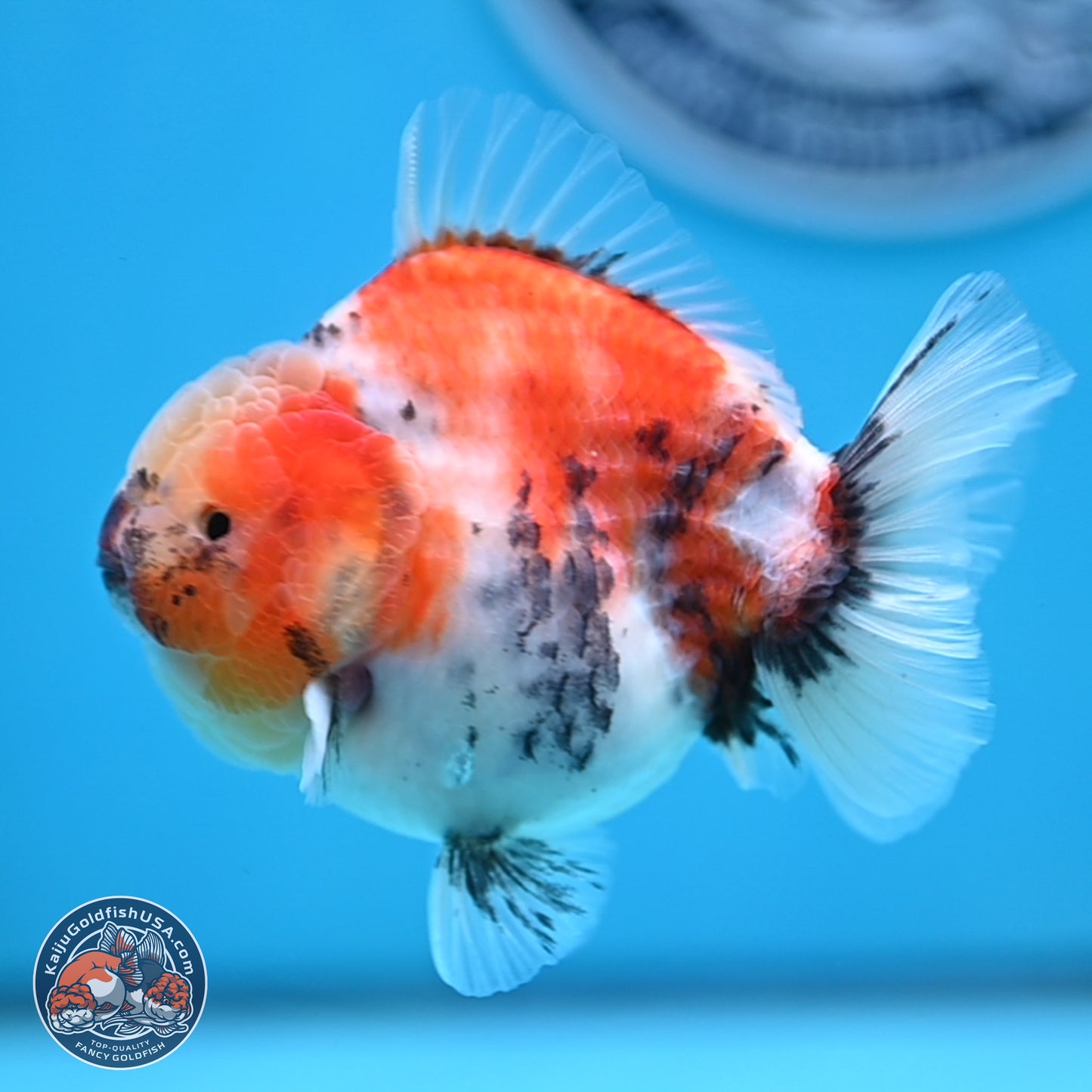 Tricolor Sakura YuanBao Oranda 3.5 inches Body - Male (250307_OR23)