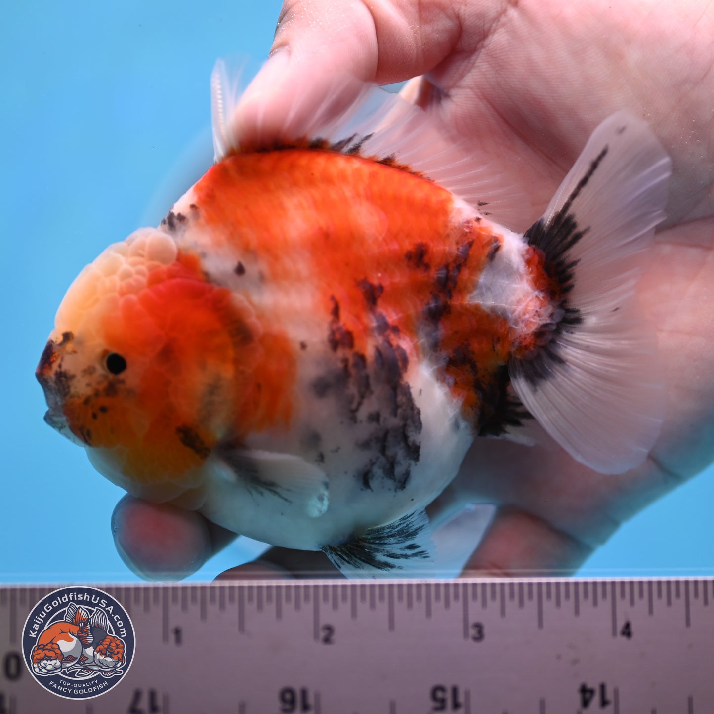 Tricolor Sakura YuanBao Oranda 3.5 inches Body - Male (250307_OR23)