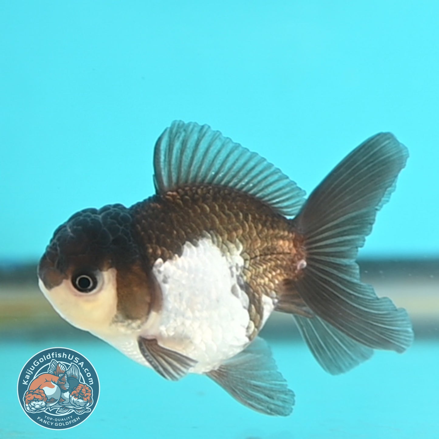 Panda Oranda 3 inches Body (250509_OR23)