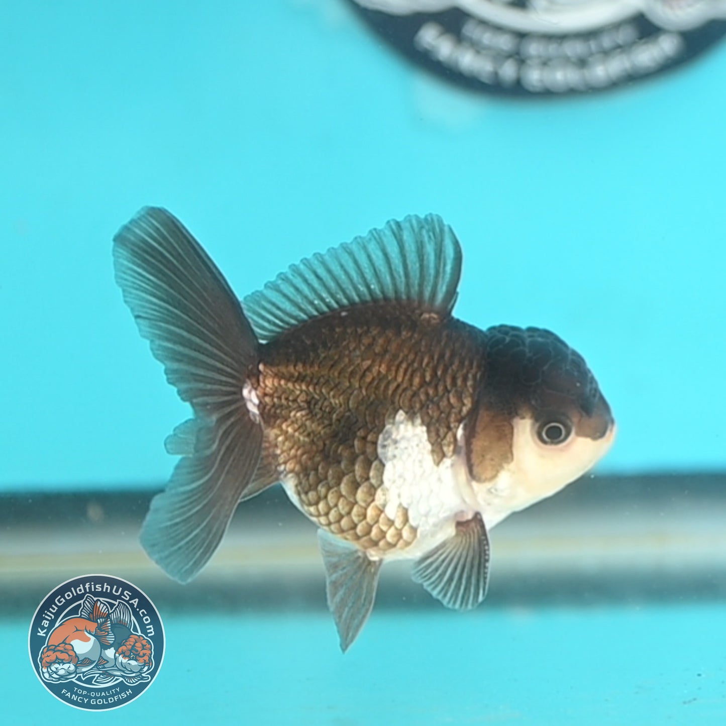 Panda Oranda 3 inches Body (250509_OR23)