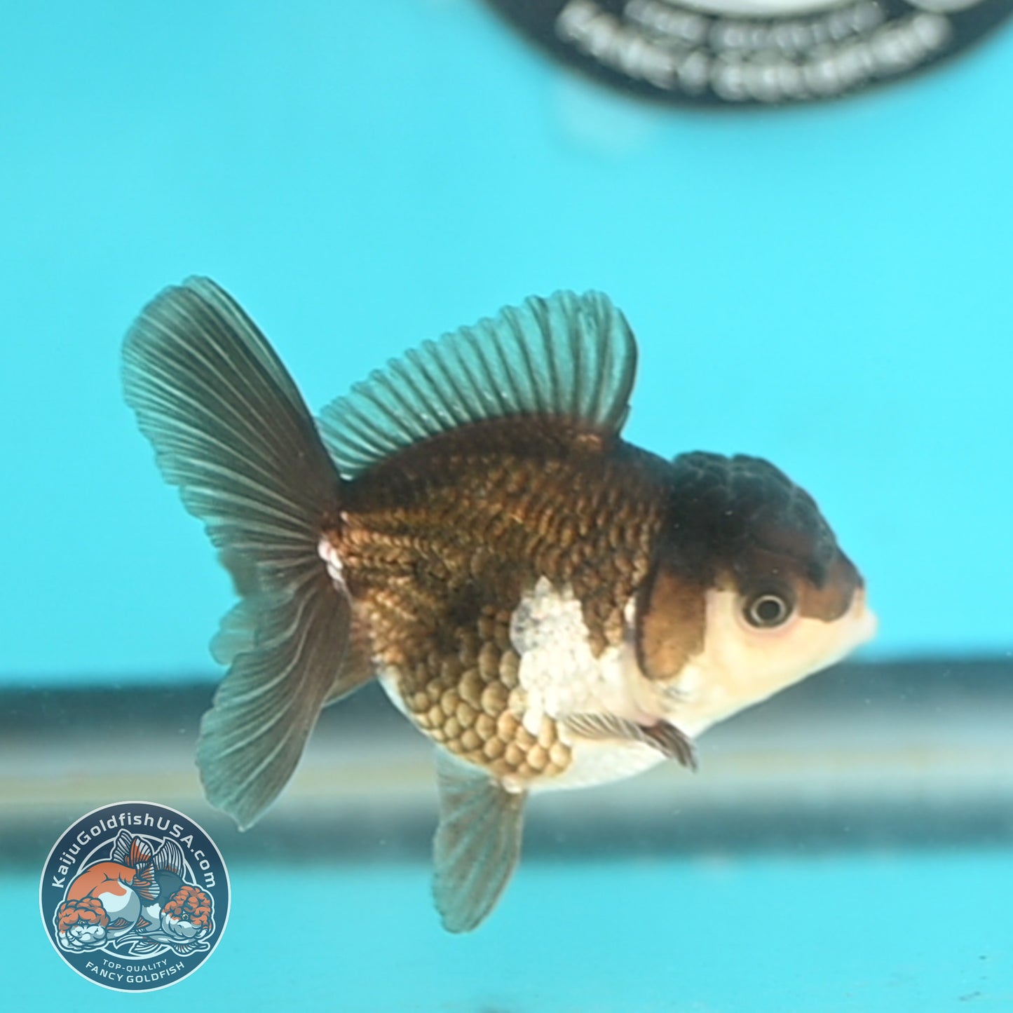 Panda Oranda 3 inches Body (250509_OR23)