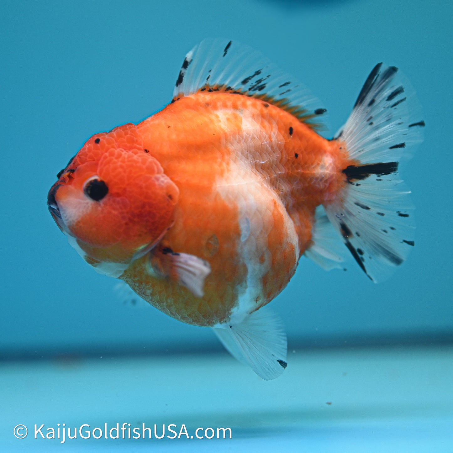 Shogun Godzilla Tricolor Sakura Oranda 3.75in Body (240614_OR24) - Kaiju Goldfish USA