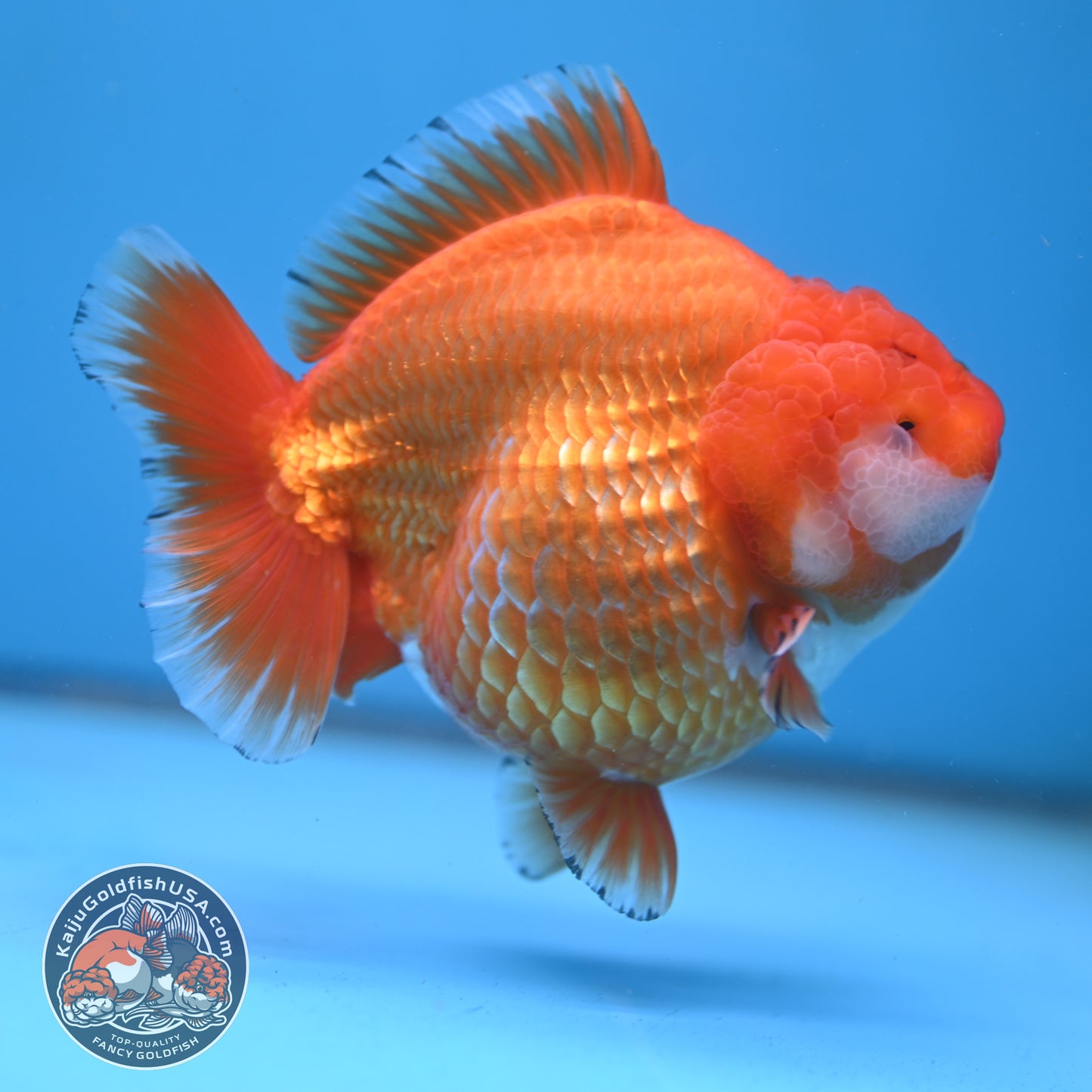 Jumbo Shogun Godzilla Classic Gold Oranda 4.5 inch Body (250822_OR24)