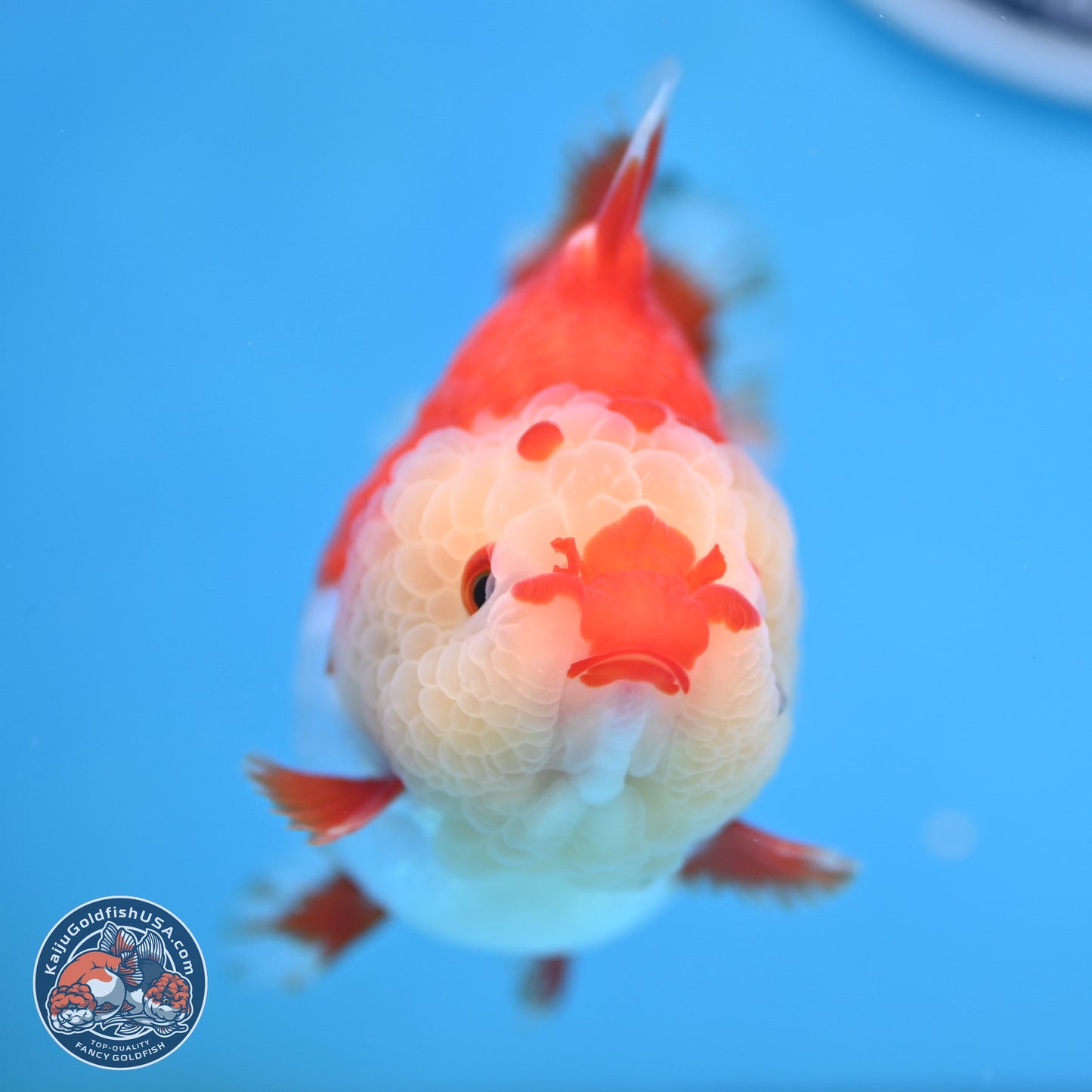 Red White YuanBao Oranda 3.5 inches Body - Female (250207_OR24)