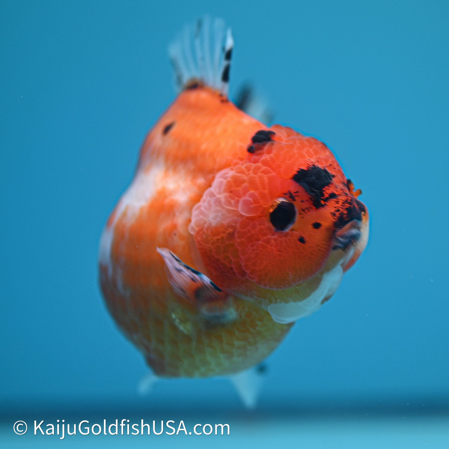 Shogun Godzilla Tricolor Sakura Oranda 3.75in Body (240614_OR24) - Kaiju Goldfish USA