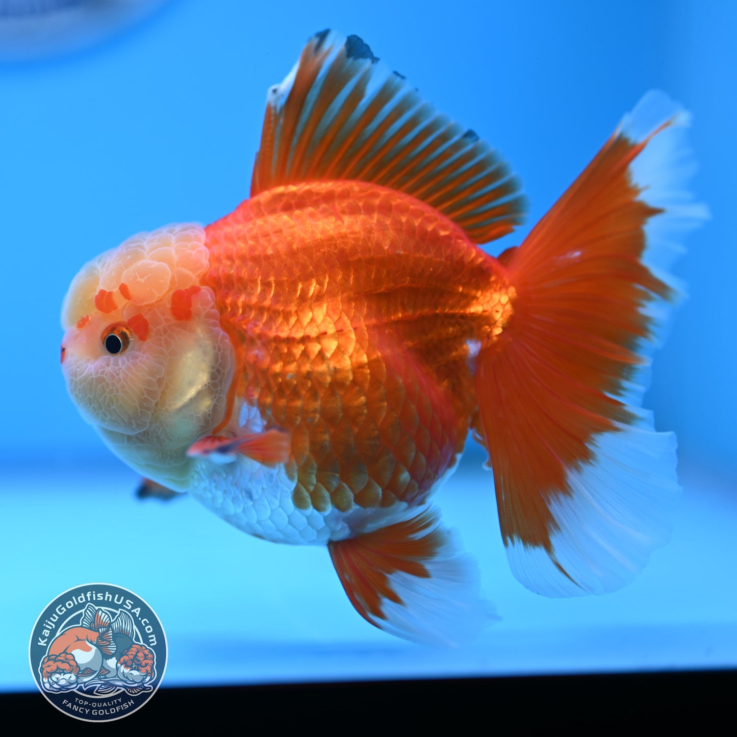 Jade Head Red White Rose Tail Oranda 3.5 inches Body (250509_OR24)