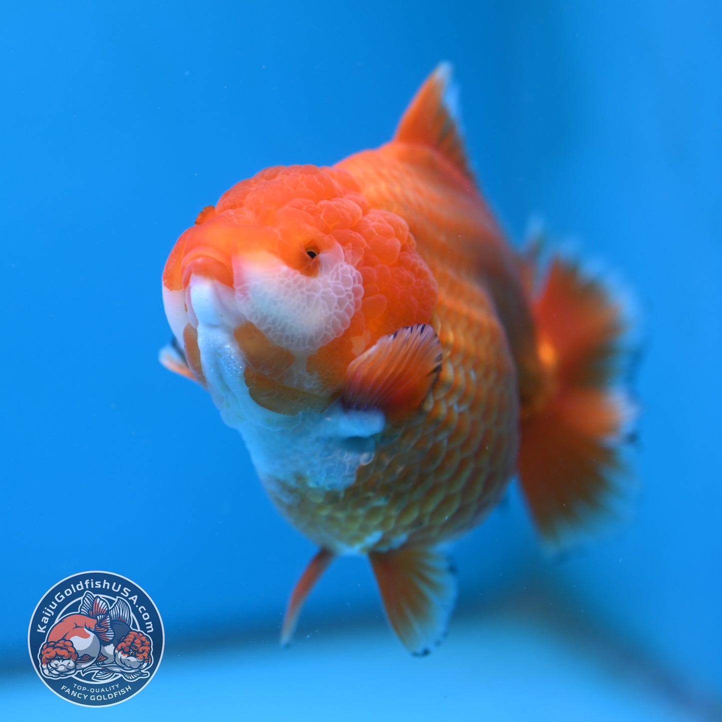 Jumbo Shogun Godzilla Classic Gold Oranda 4.5 inch Body (250822_OR24)