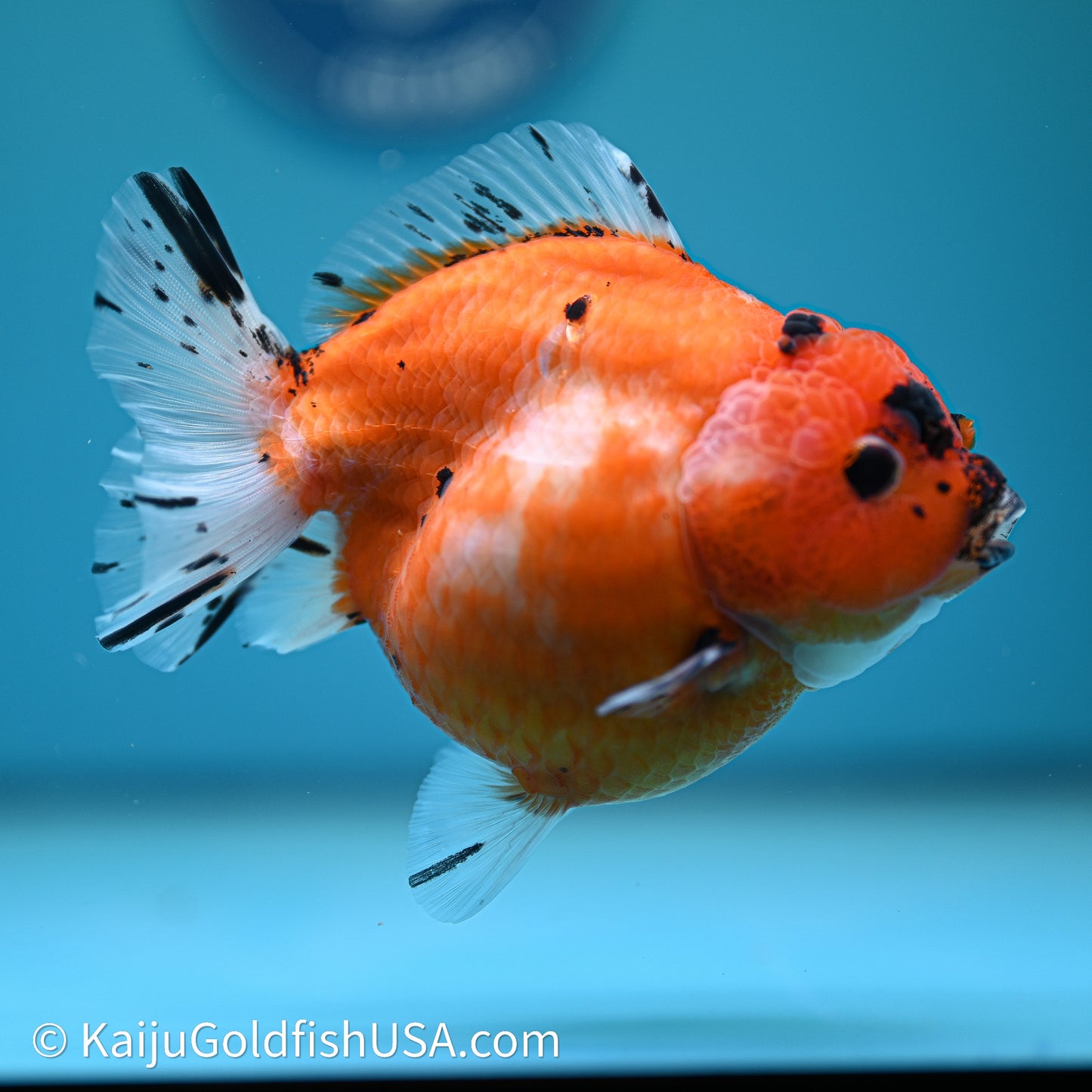 Shogun Godzilla Tricolor Sakura Oranda 3.75in Body (240614_OR24) - Kaiju Goldfish USA