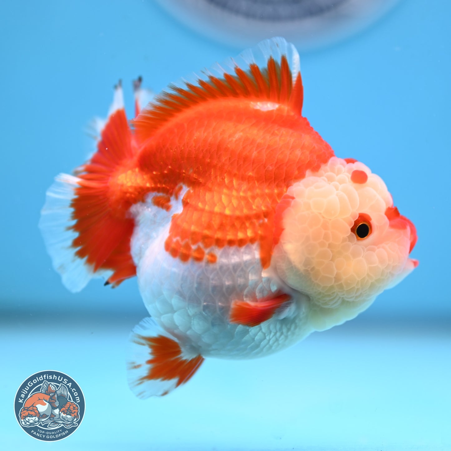 Red White YuanBao Oranda 3.5 inches Body - Female (250207_OR24)